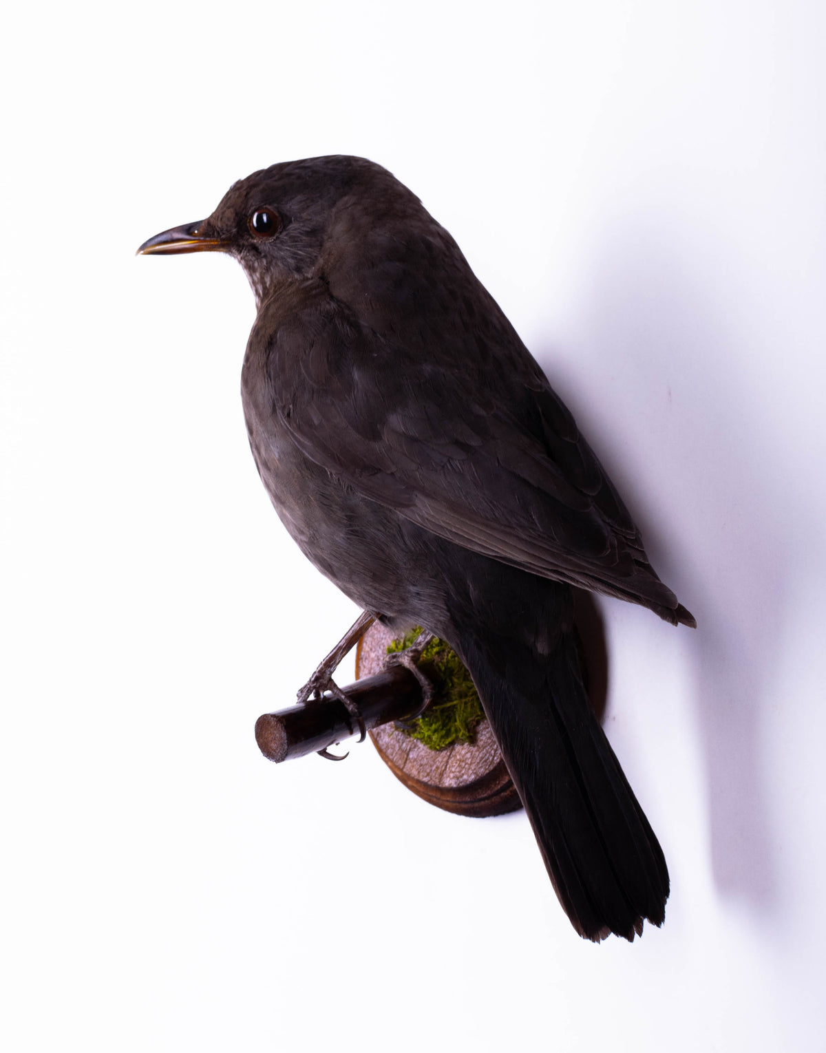 Blackbird Taxidermy Wall Mount For Sale