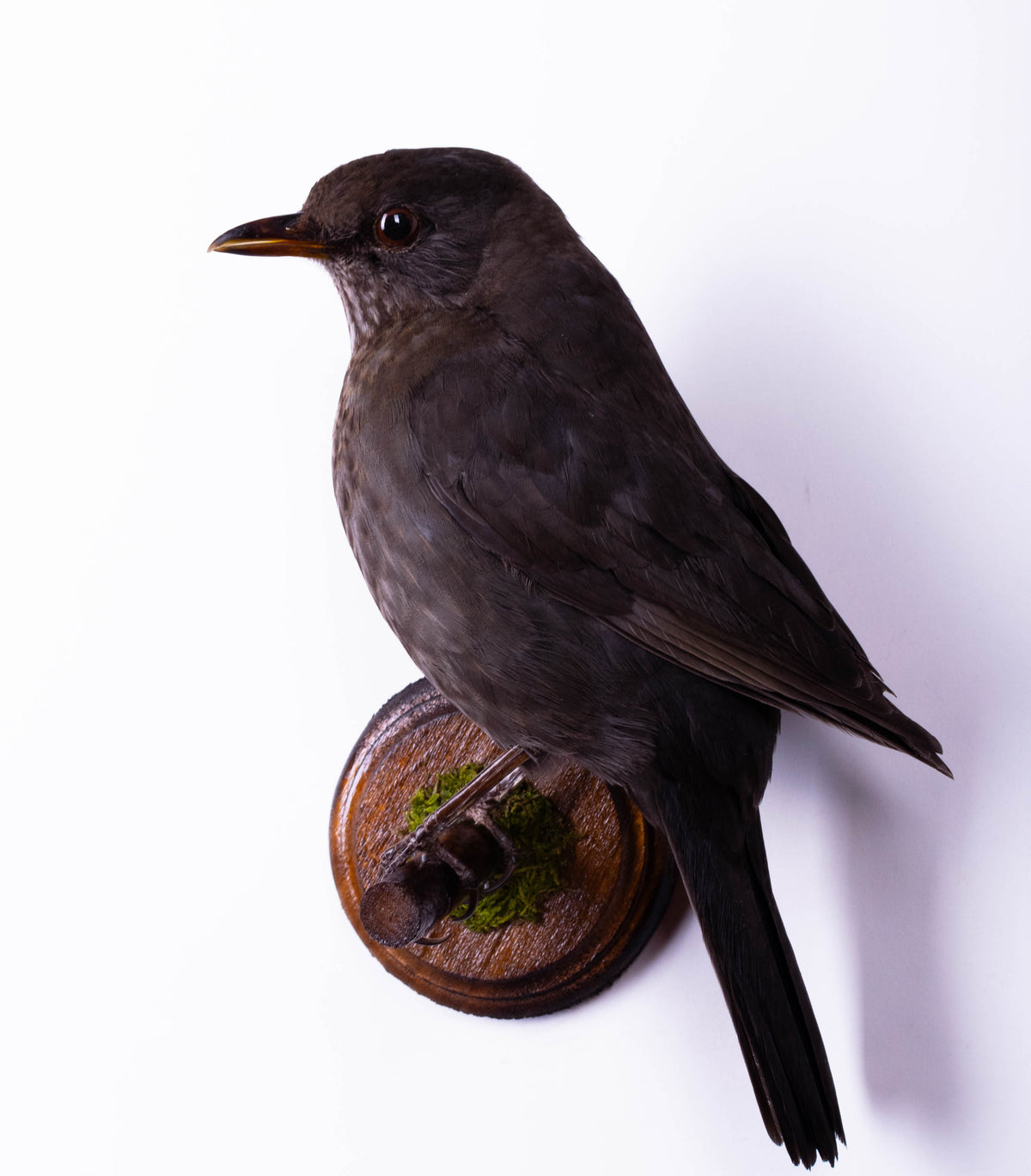 Blackbird Taxidermy Wall Mount For Sale