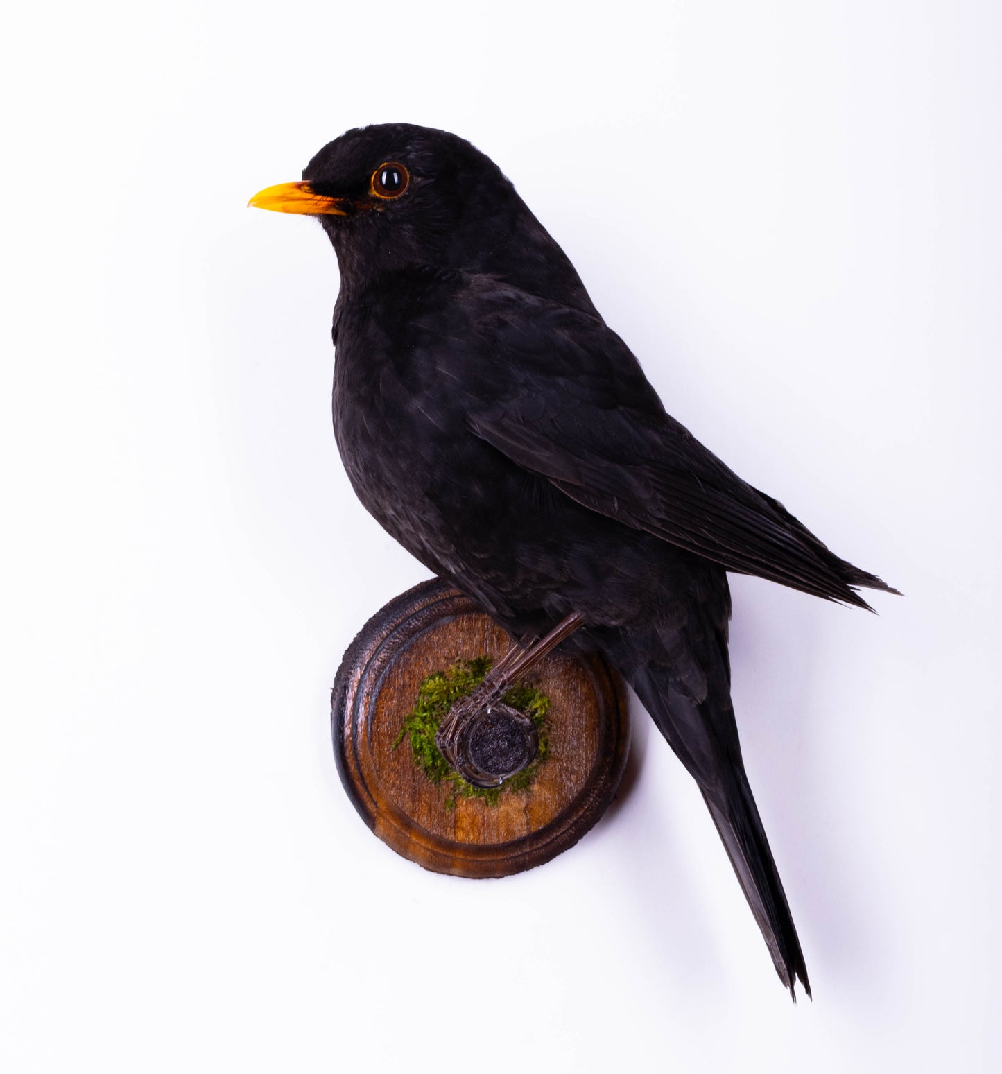Blackbird Taxidermy Wall Mount For Sale