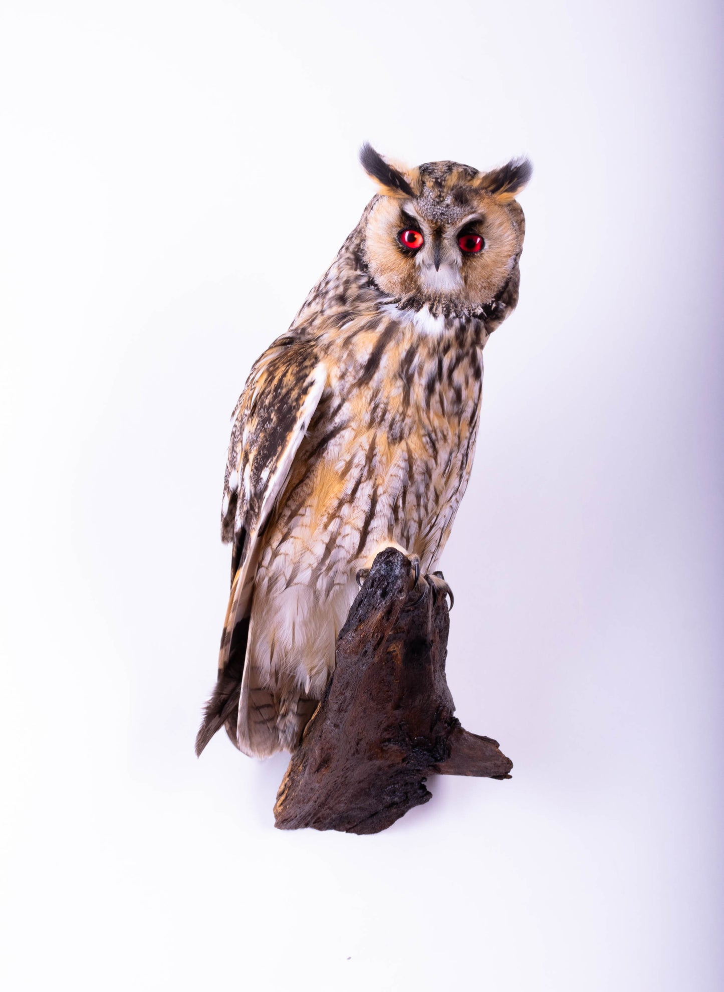 Taxidermy Long-eared Owl Wall Mount