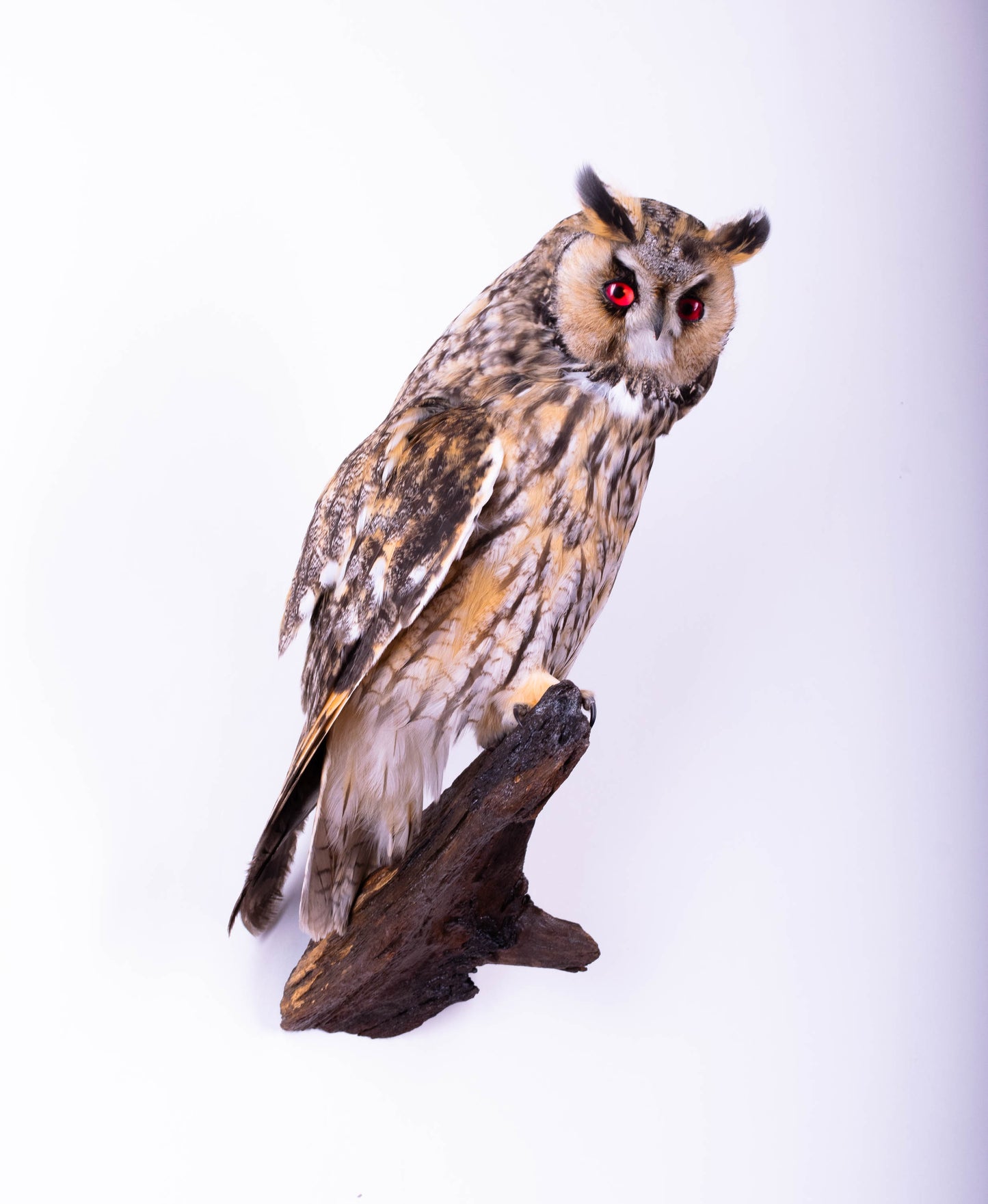 Taxidermy Long-eared Owl Wall Mount