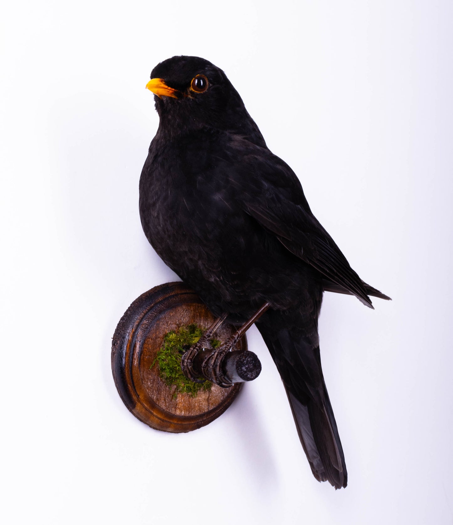 Blackbird Taxidermy Wall Mount For Sale
