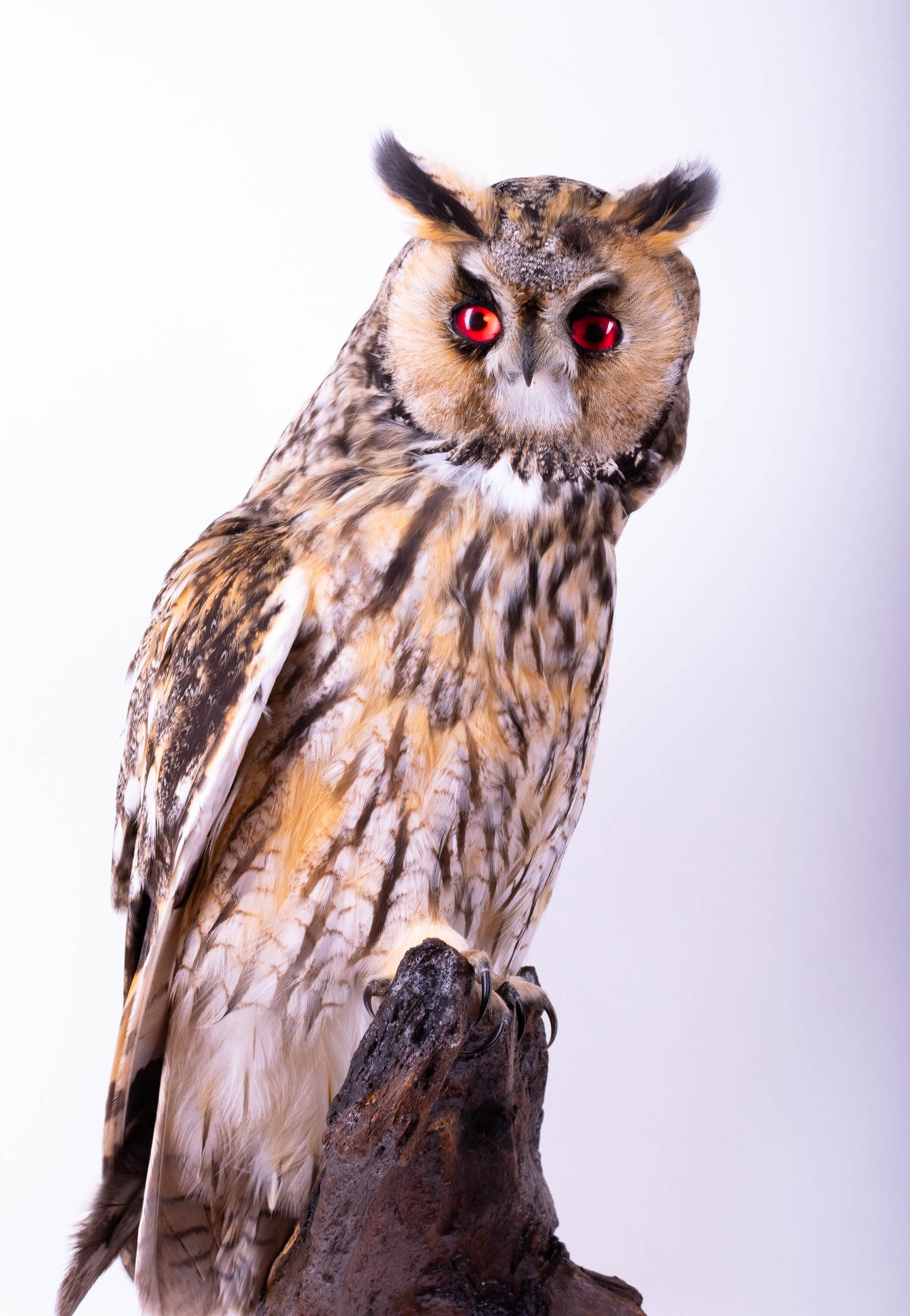 Taxidermy Long-eared Owl Wall Mount