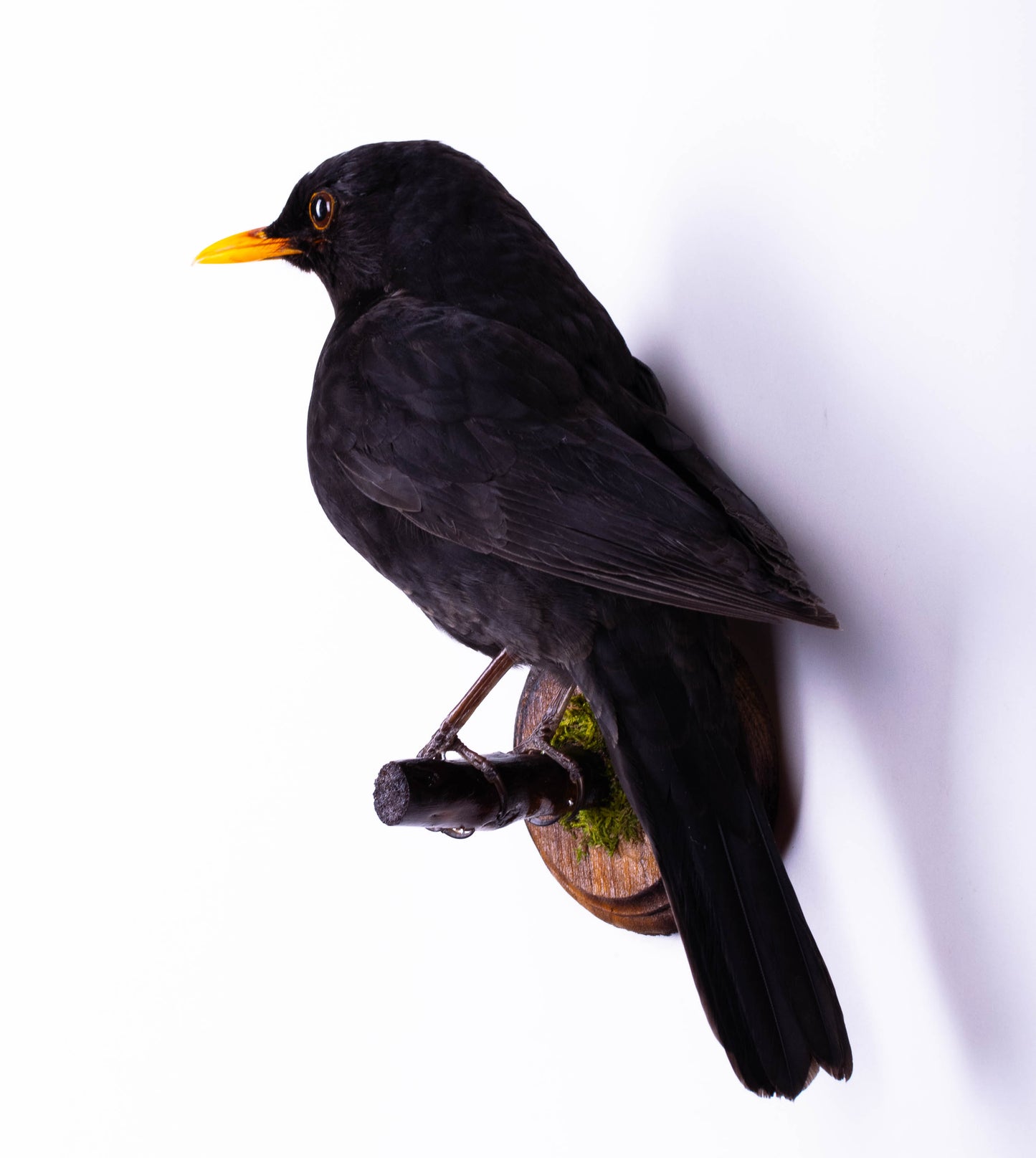 Blackbird Taxidermy Wall Mount For Sale