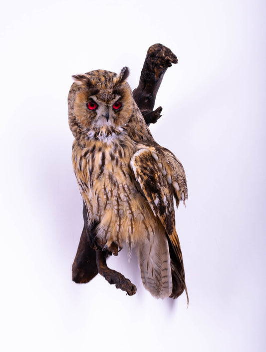 Taxidermy Long-eared Owl Wall Mount