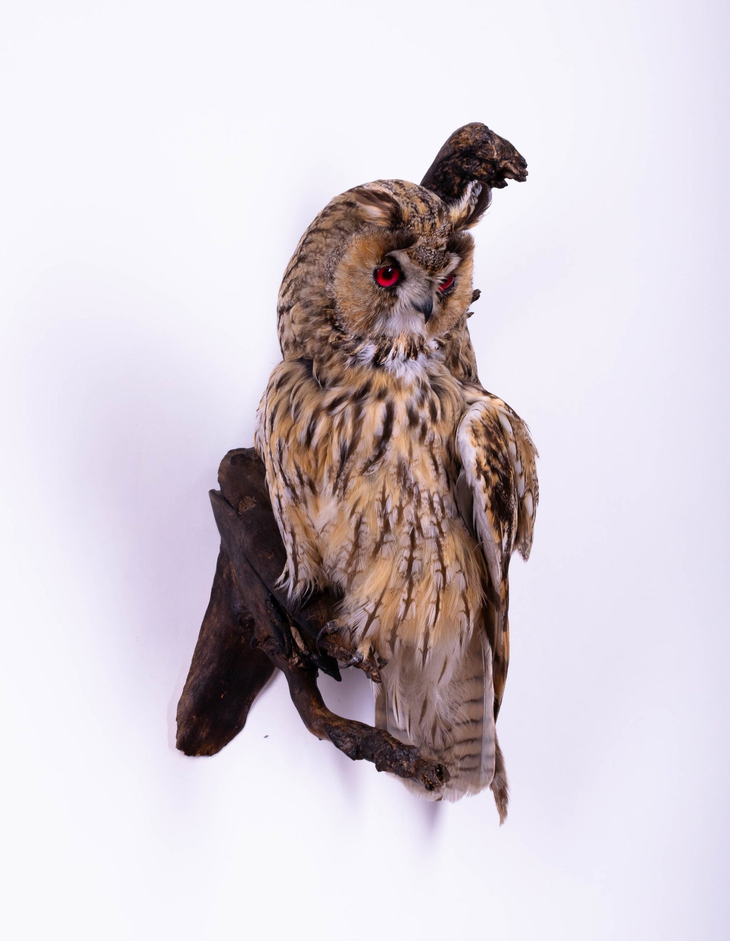 Hibou moyen-duc naturalisé pour fixation murale à vendre