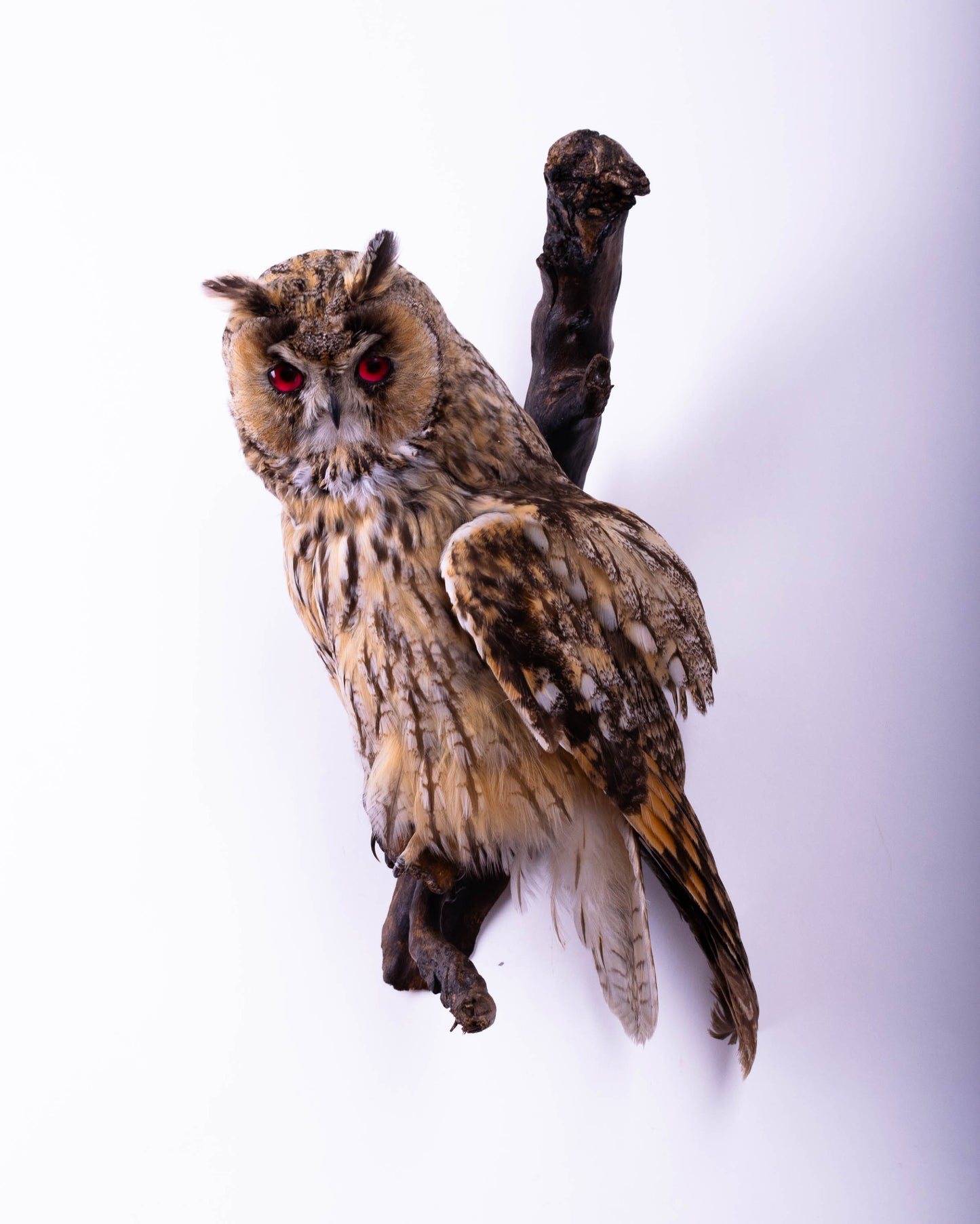 Hibou moyen-duc naturalisé pour fixation murale à vendre