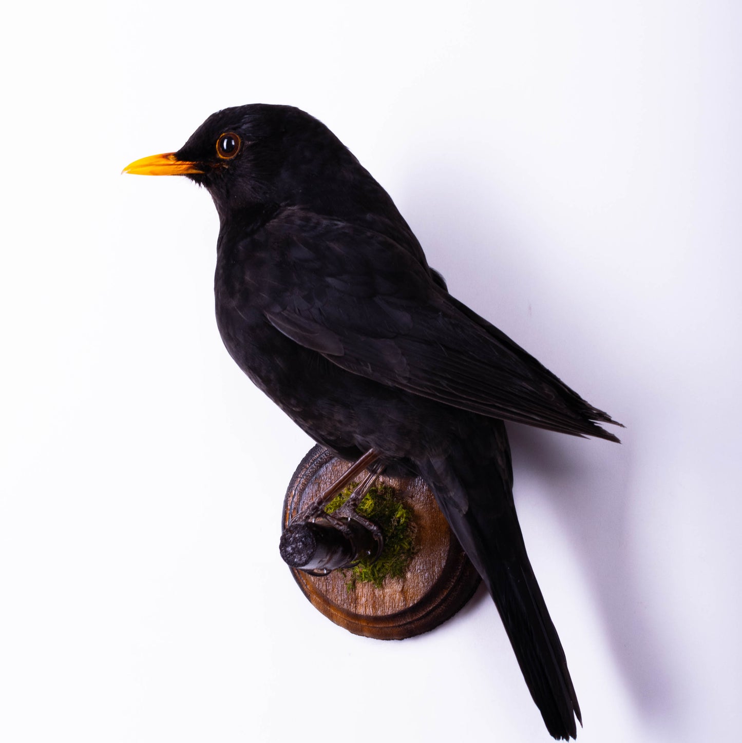 Blackbird Taxidermy Wall Mount For Sale