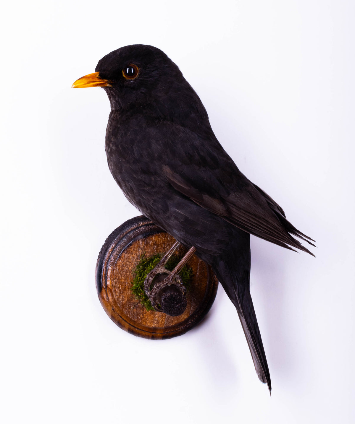 Taxidermy Wall Mount Blackbird