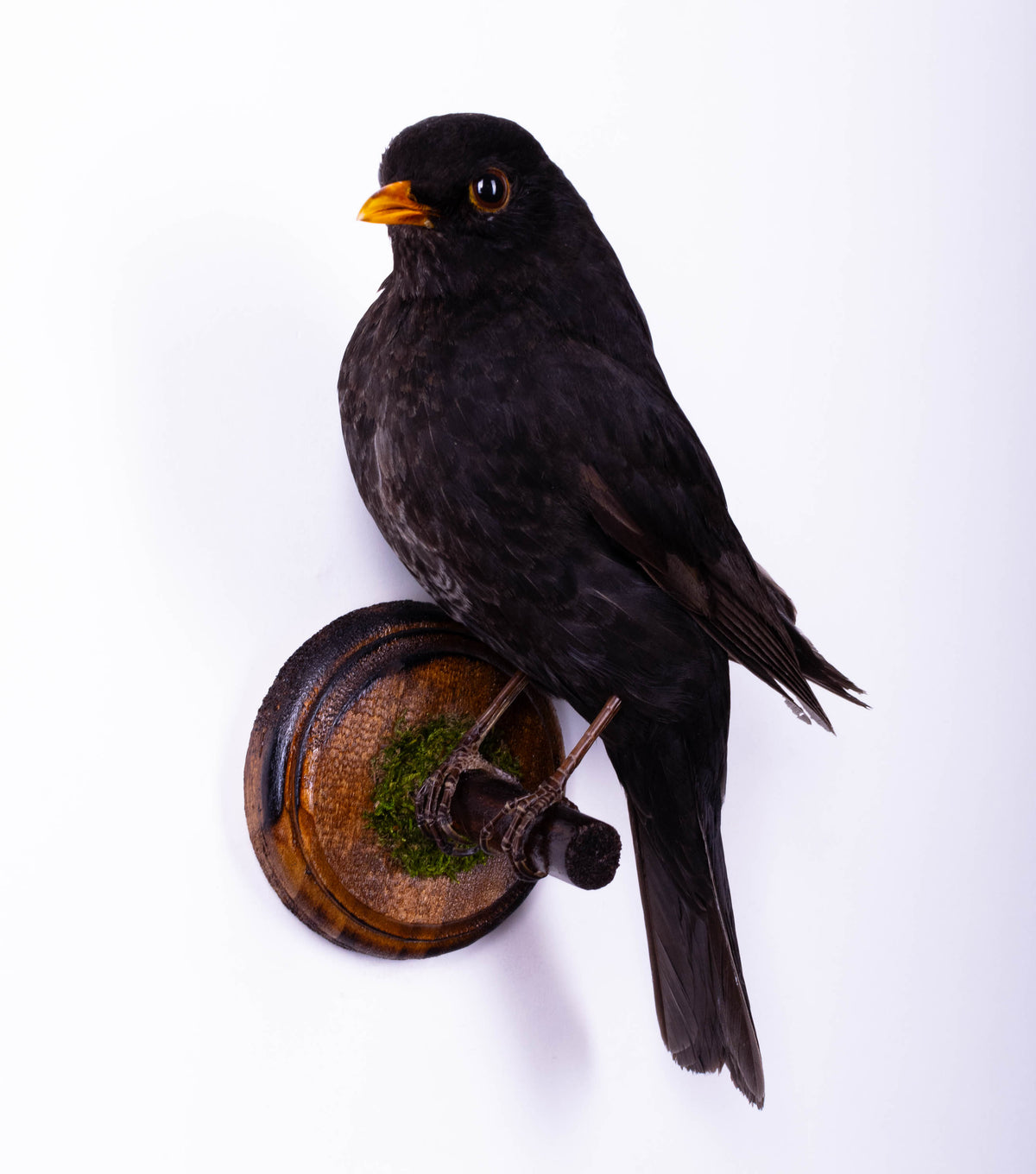 Taxidermy Wall Mount Blackbird