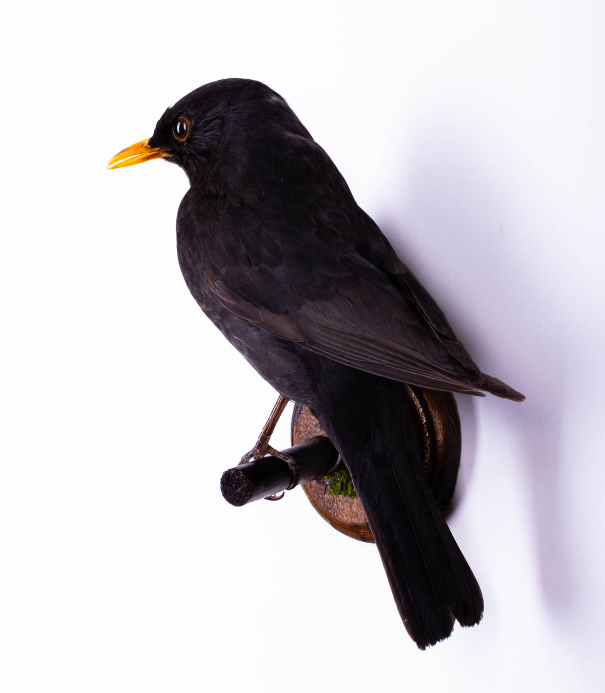 Taxidermy Wall Mount Blackbird