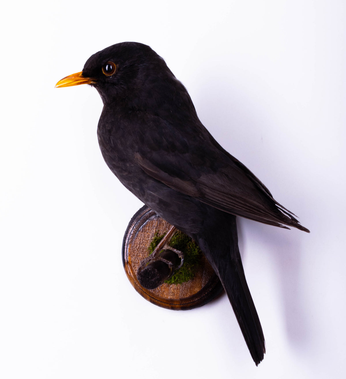 Taxidermy Wall Mount Blackbird