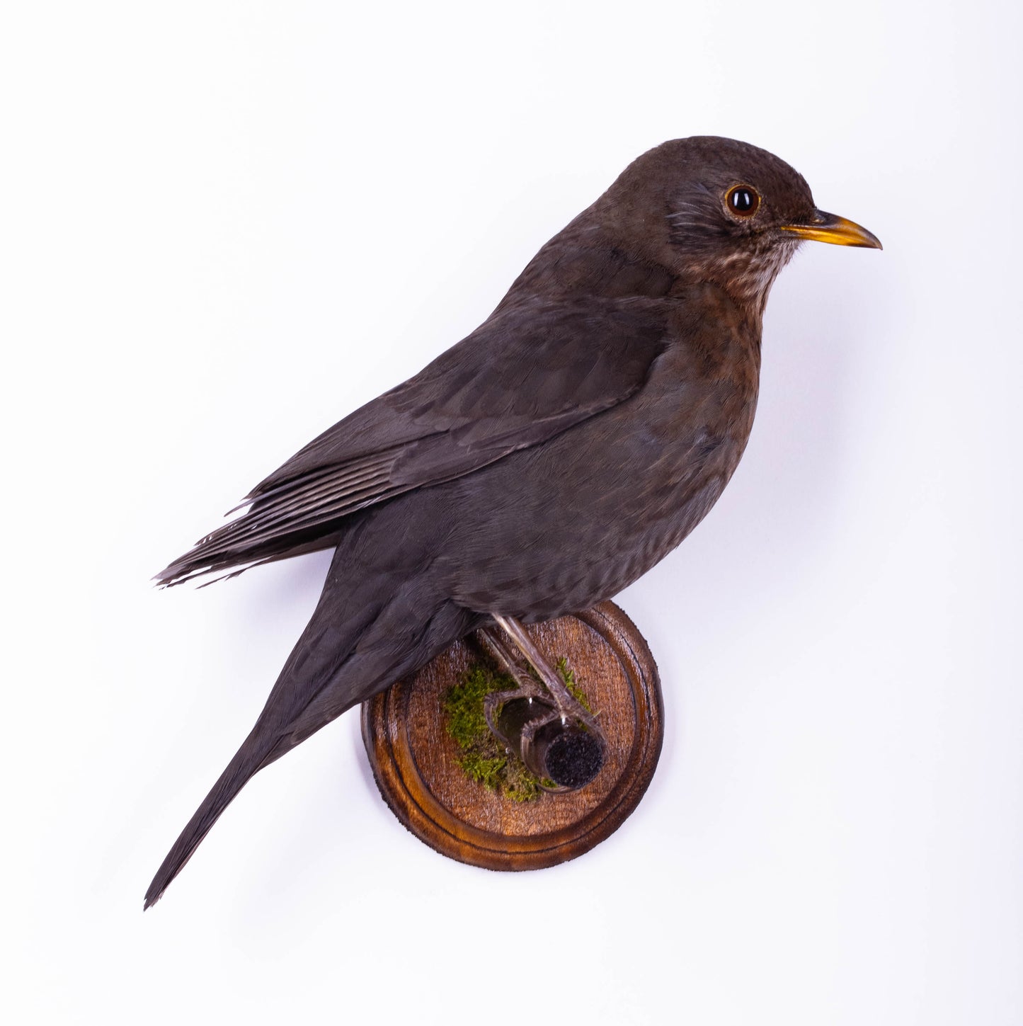 Blackbird Taxidermy Wall Mount For Sale