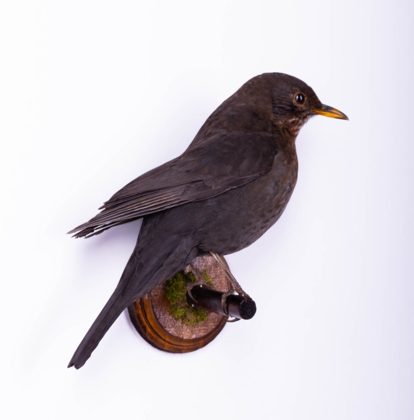 Blackbird Taxidermy Wall Mount For Sale