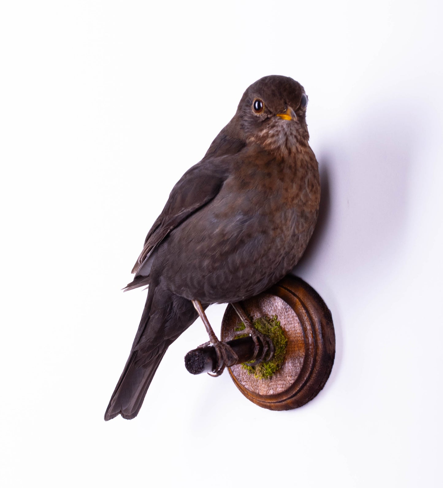 Blackbird Taxidermy Wall Mount For Sale