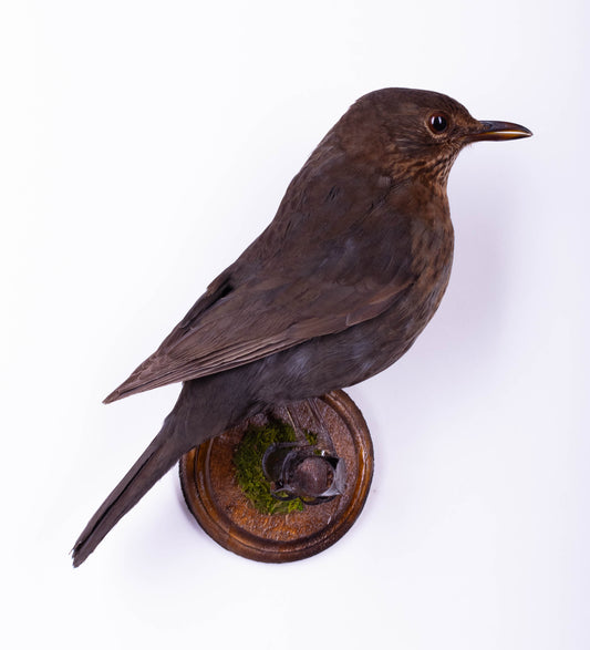 Taxidermy Wall Mount Blackbird