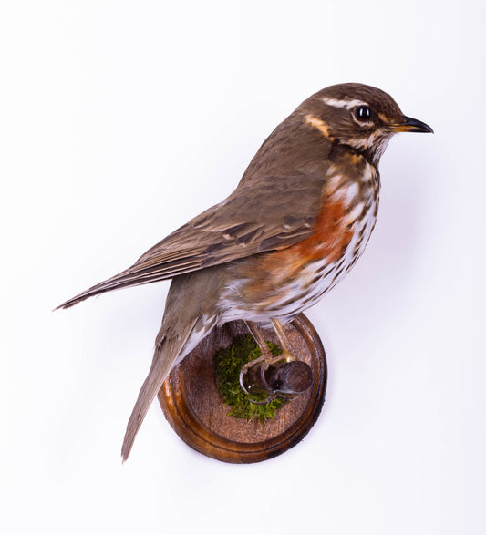 Redwing Taxidermy Wall Mount For Sale