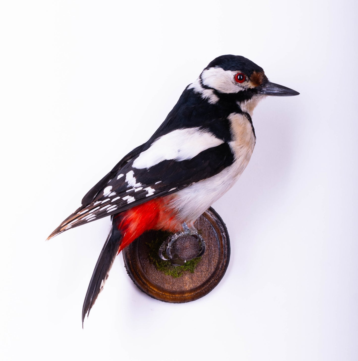 Great Spotted Woodpecker Taxidermy Wall Mount For Sale