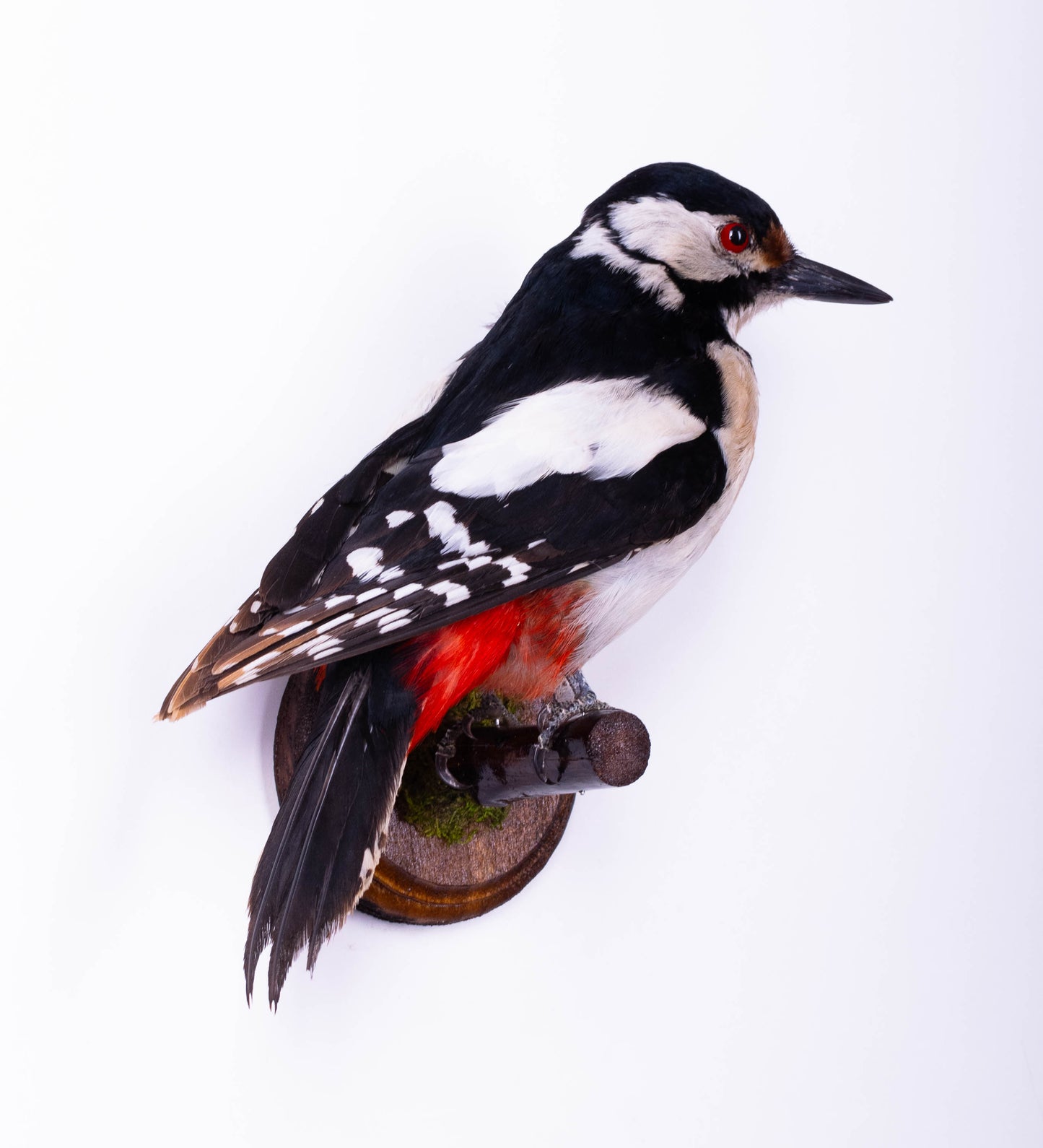 Great Spotted Woodpecker Taxidermy Wall Mount For Sale