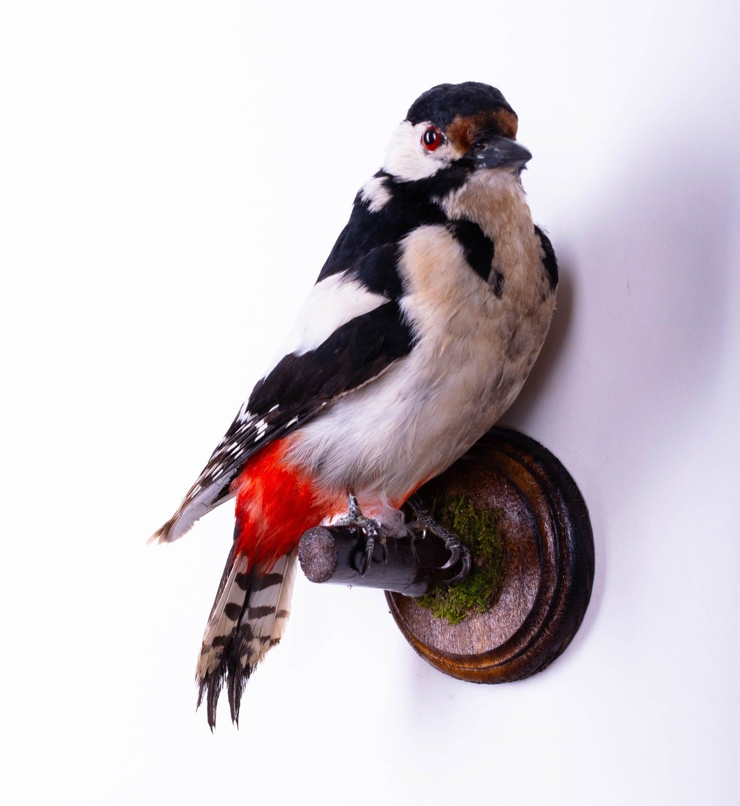 Great Spotted Woodpecker Taxidermy Wall Mount For Sale