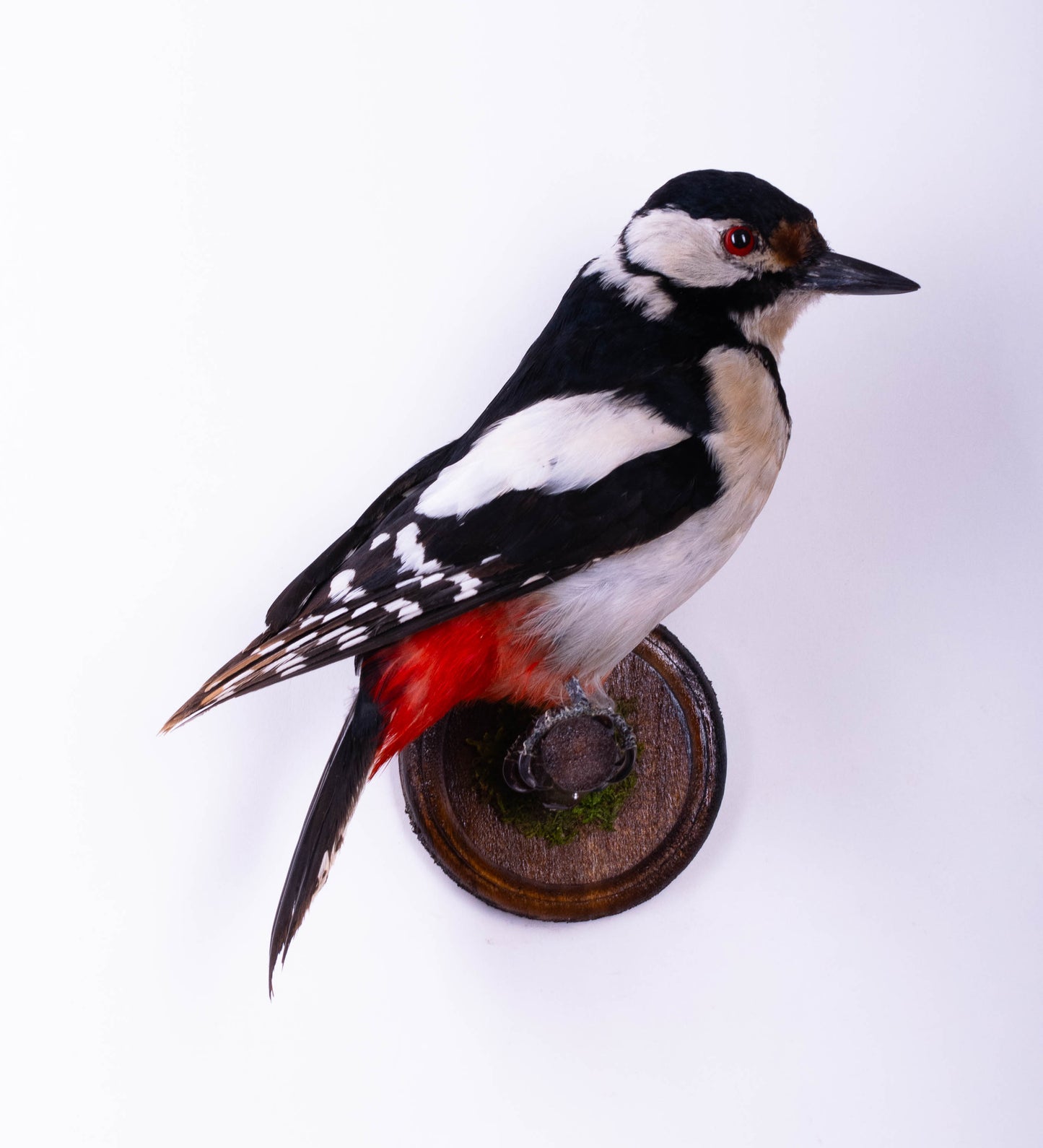 Great Spotted Woodpecker Taxidermy Wall Mount For Sale