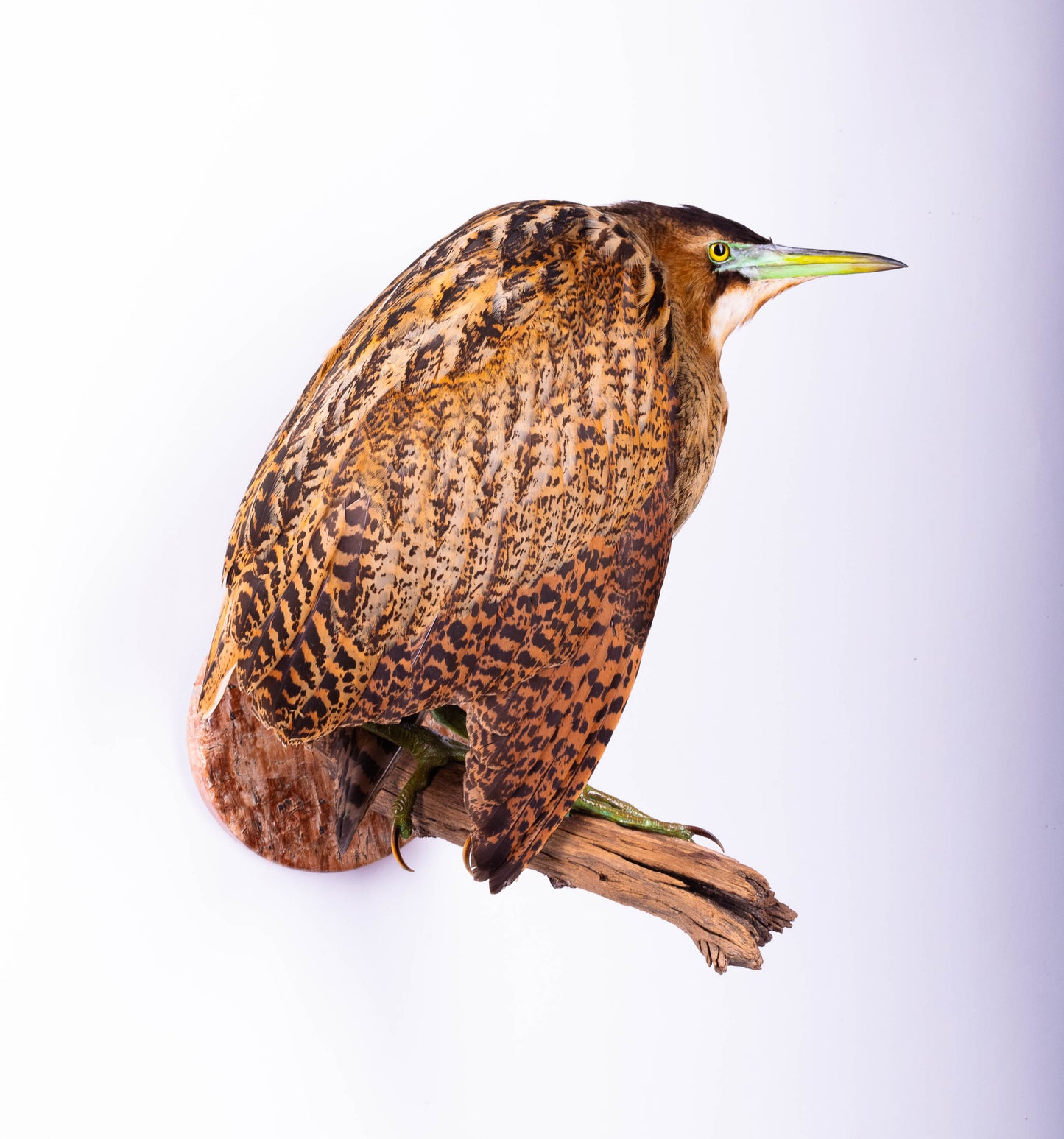 Great Bittern Taxidermy Stand Mount For Sale