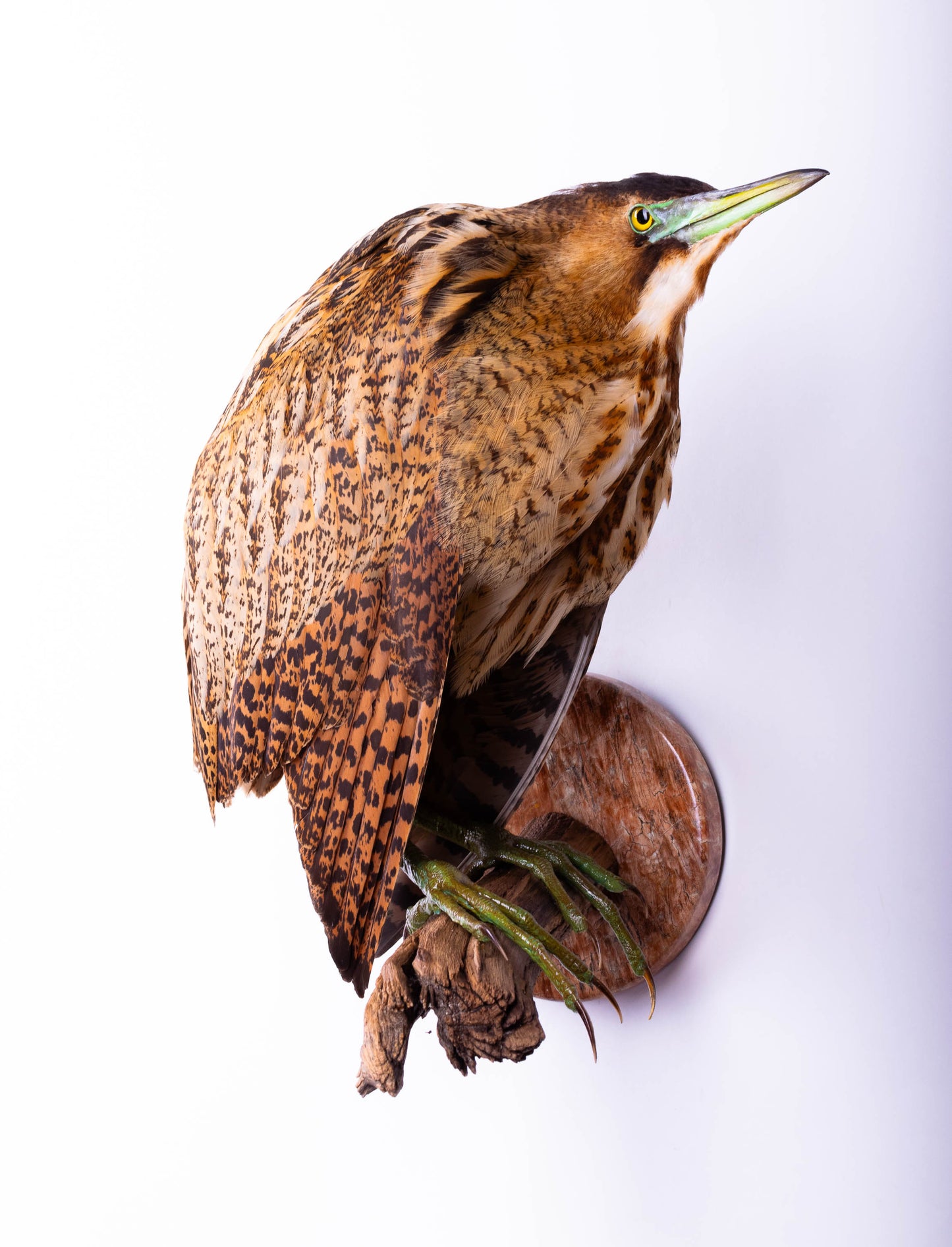 Great Bittern Taxidermy Stand Mount For Sale