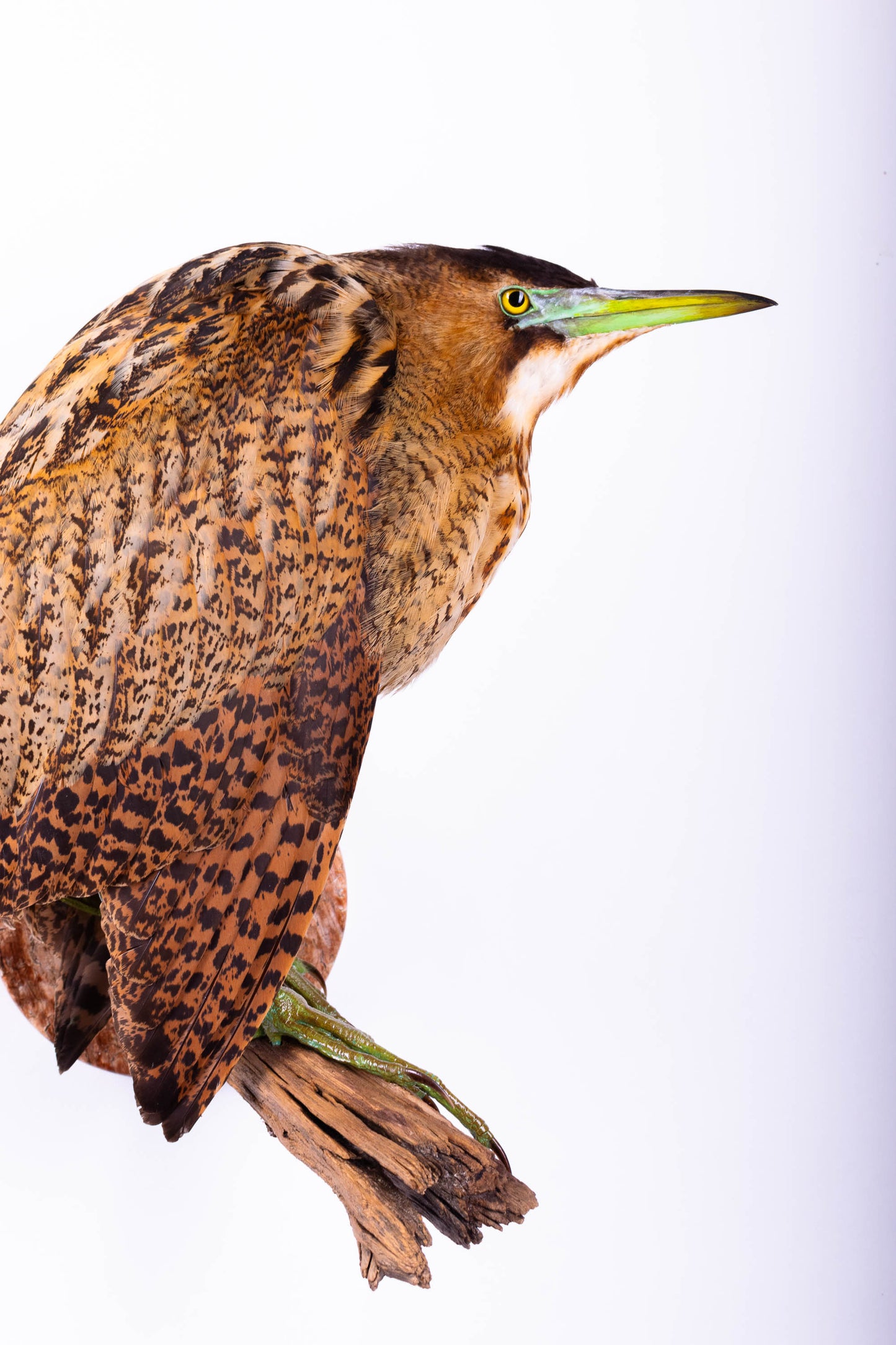 Great Bittern Taxidermy Stand Mount For Sale