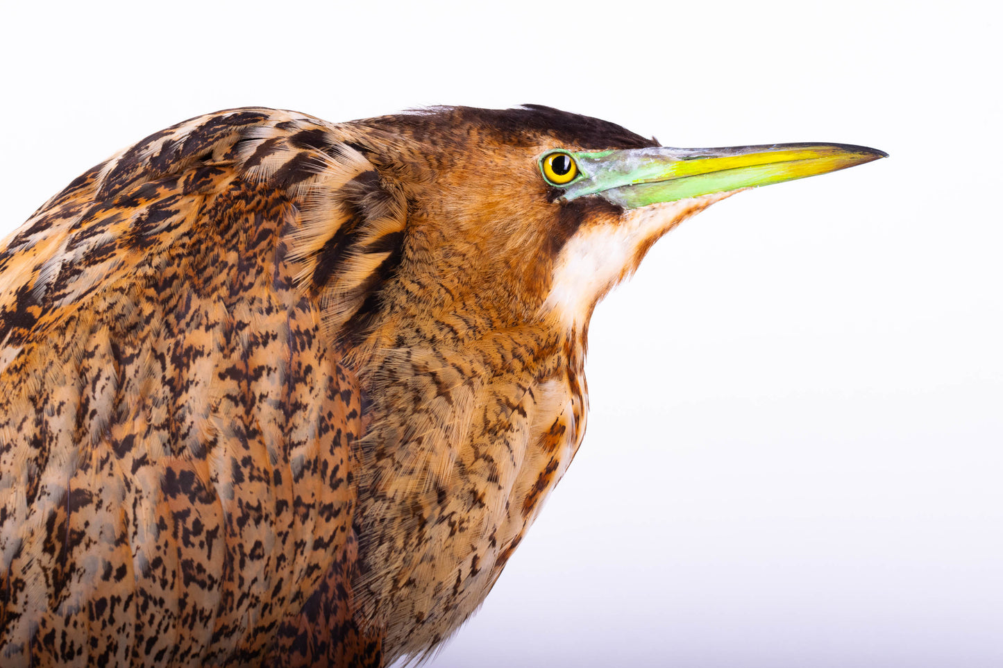 Great Bittern Taxidermy Stand Mount For Sale