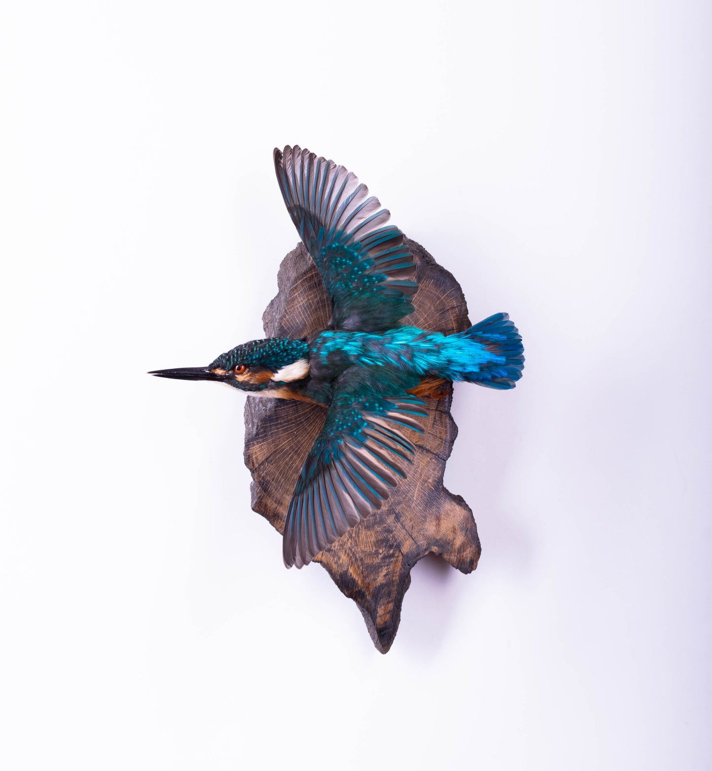 Kingfisher Taxidermy Wall Mount For Sale