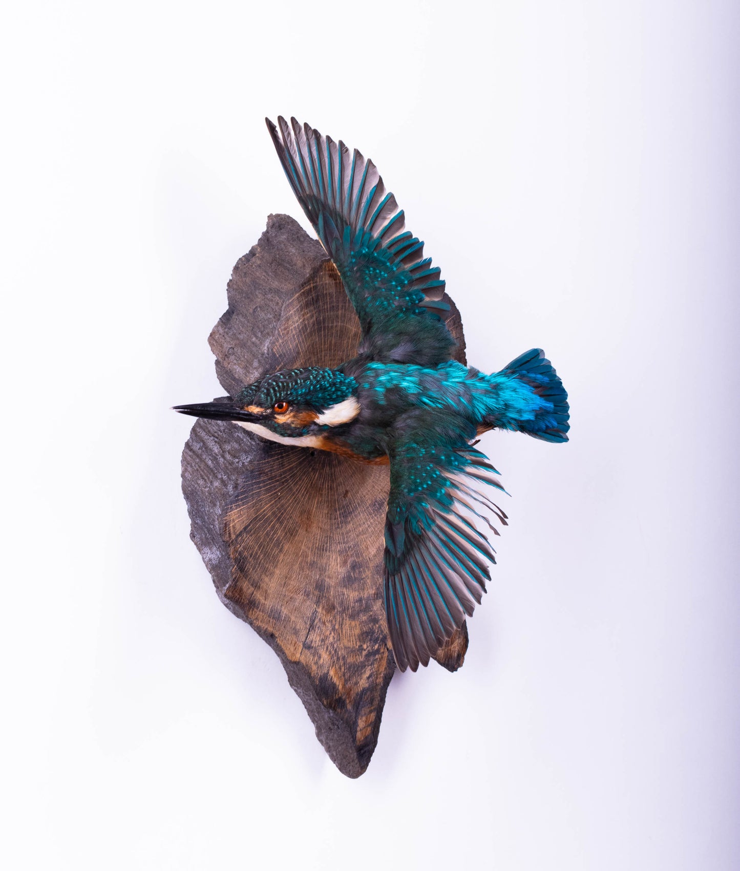Kingfisher Taxidermy Wall Mount For Sale