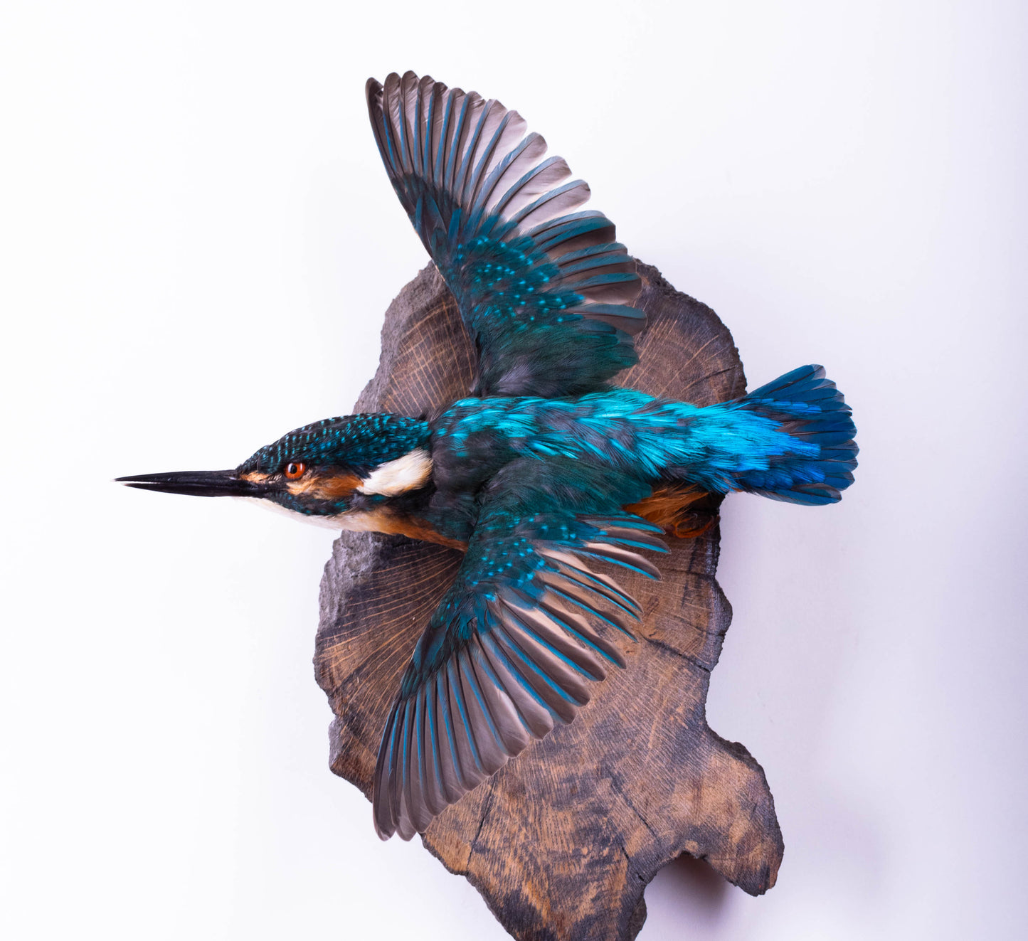 Kingfisher Taxidermy Wall Mount For Sale