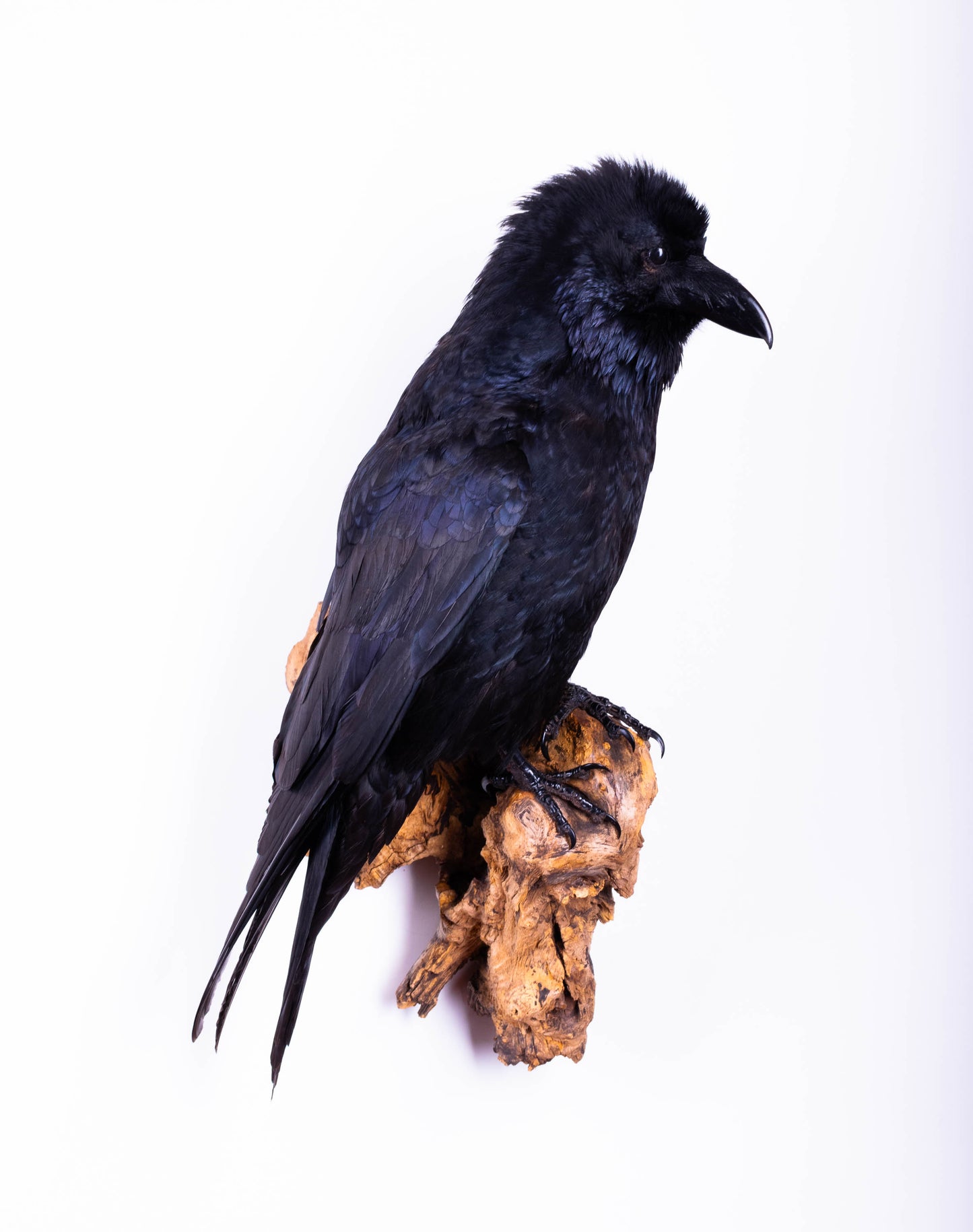 Raven Taxidermy Wall Mount For Sale