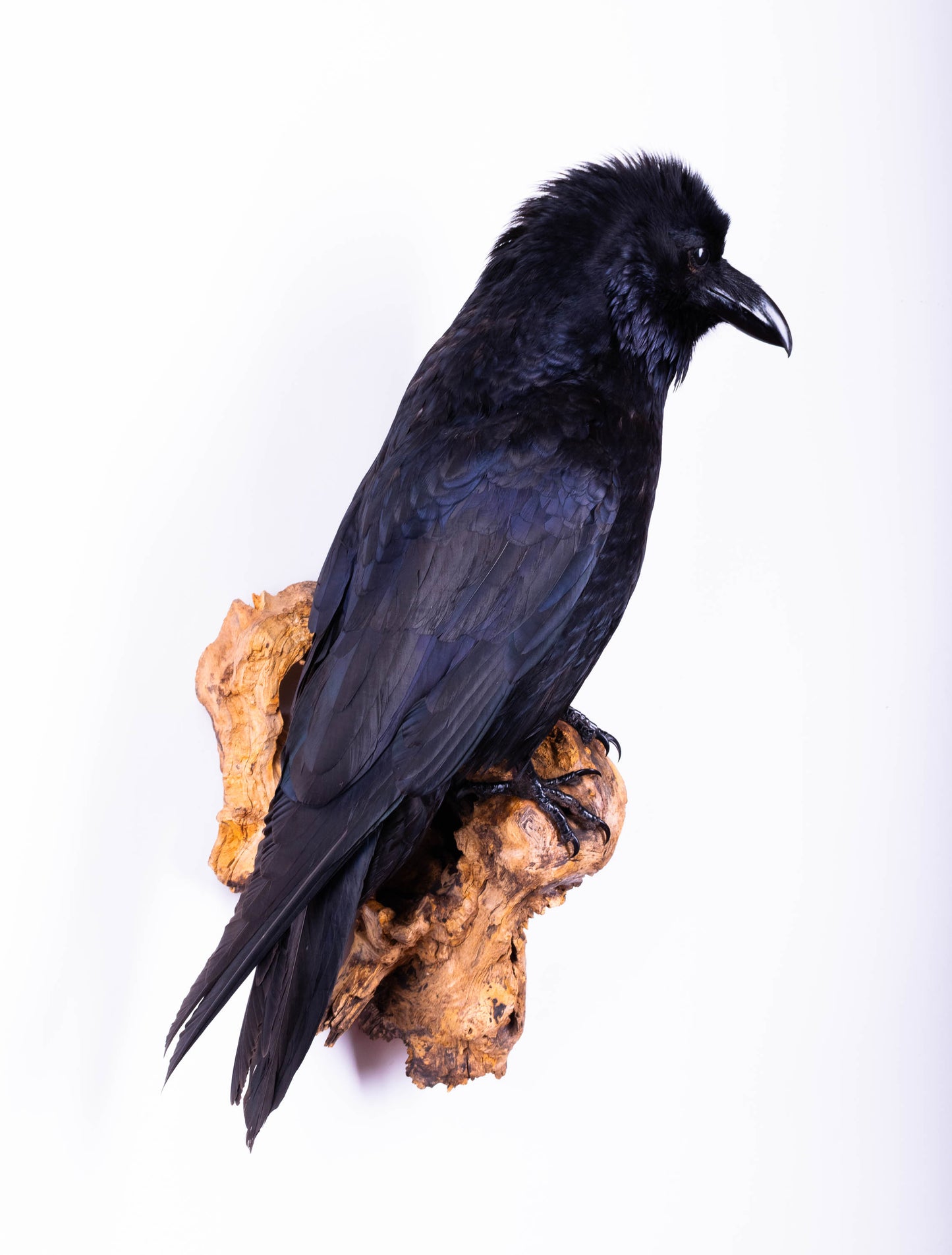 Raven Taxidermy Wall Mount For Sale