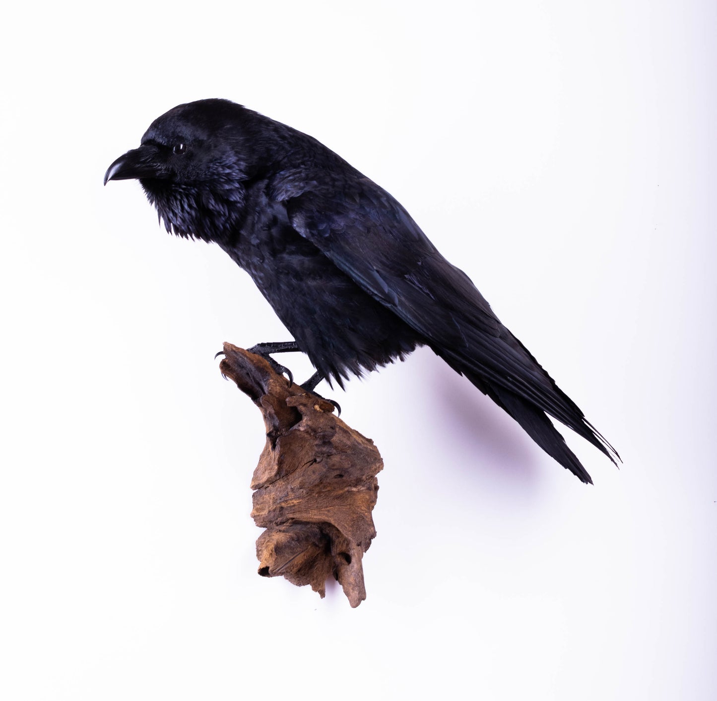 Raven Taxidermy Wall Mount For Sale