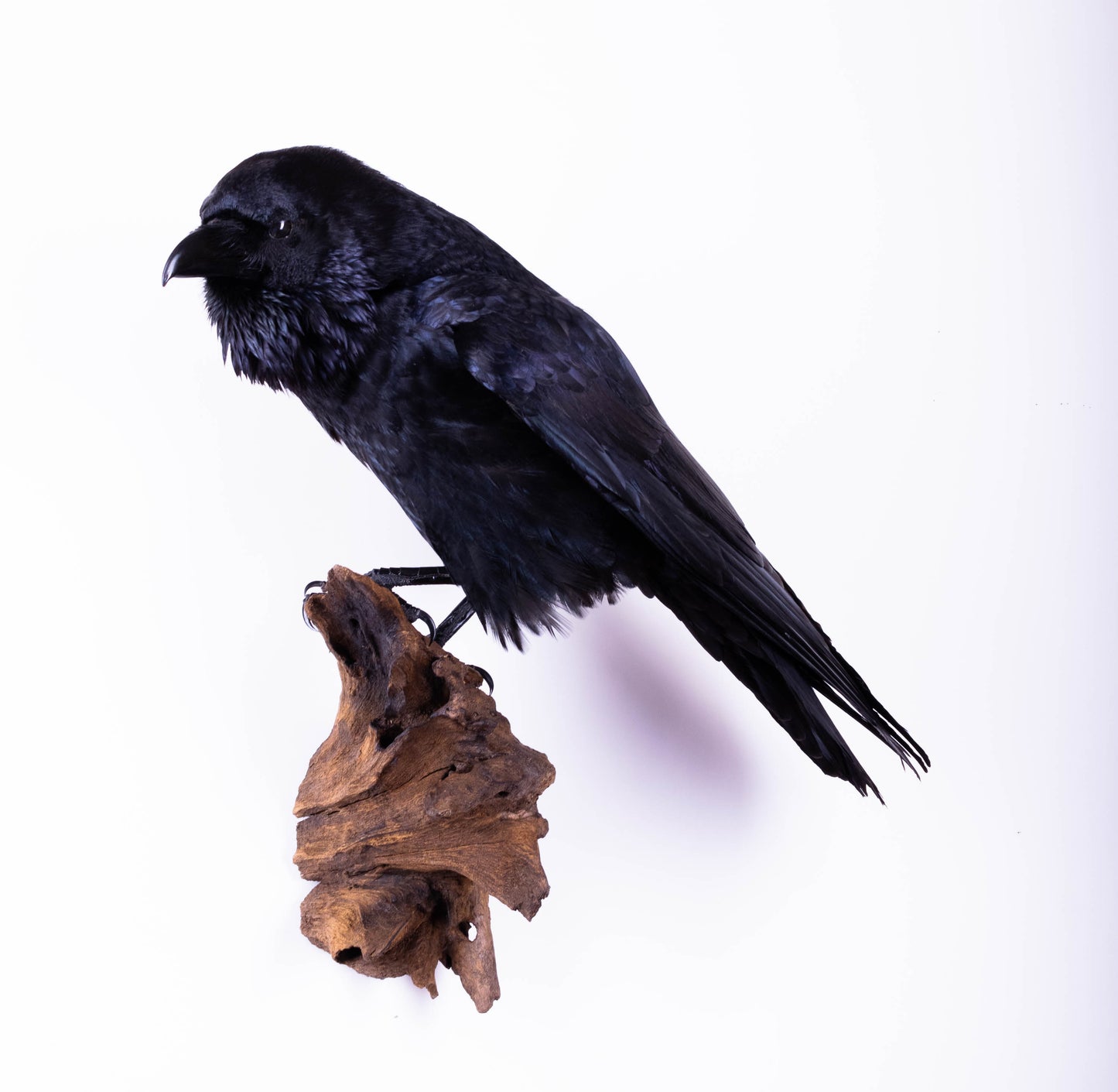 Raven Taxidermy Wall Mount For Sale