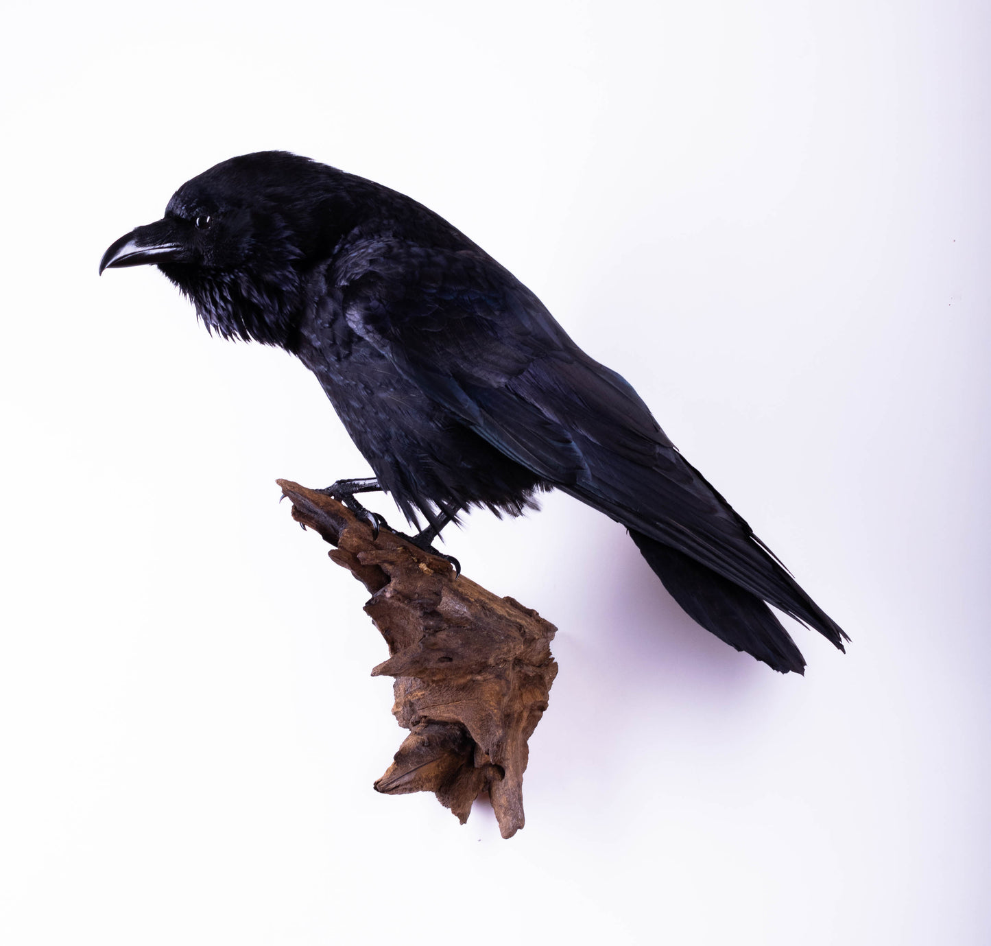 Raven Taxidermy Wall Mount For Sale