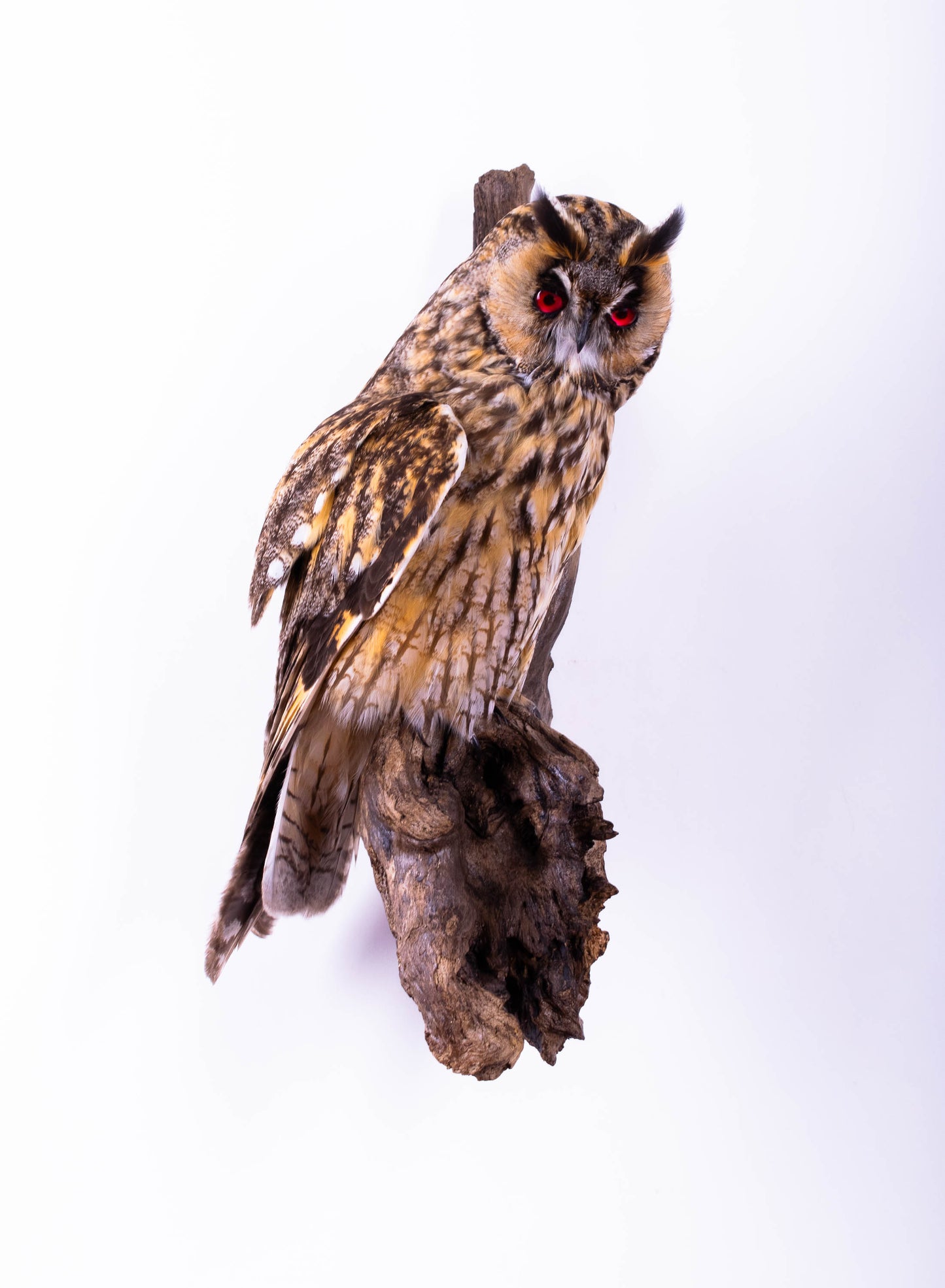 Long-eared Owl Taxidermy Wall Mount For Sale