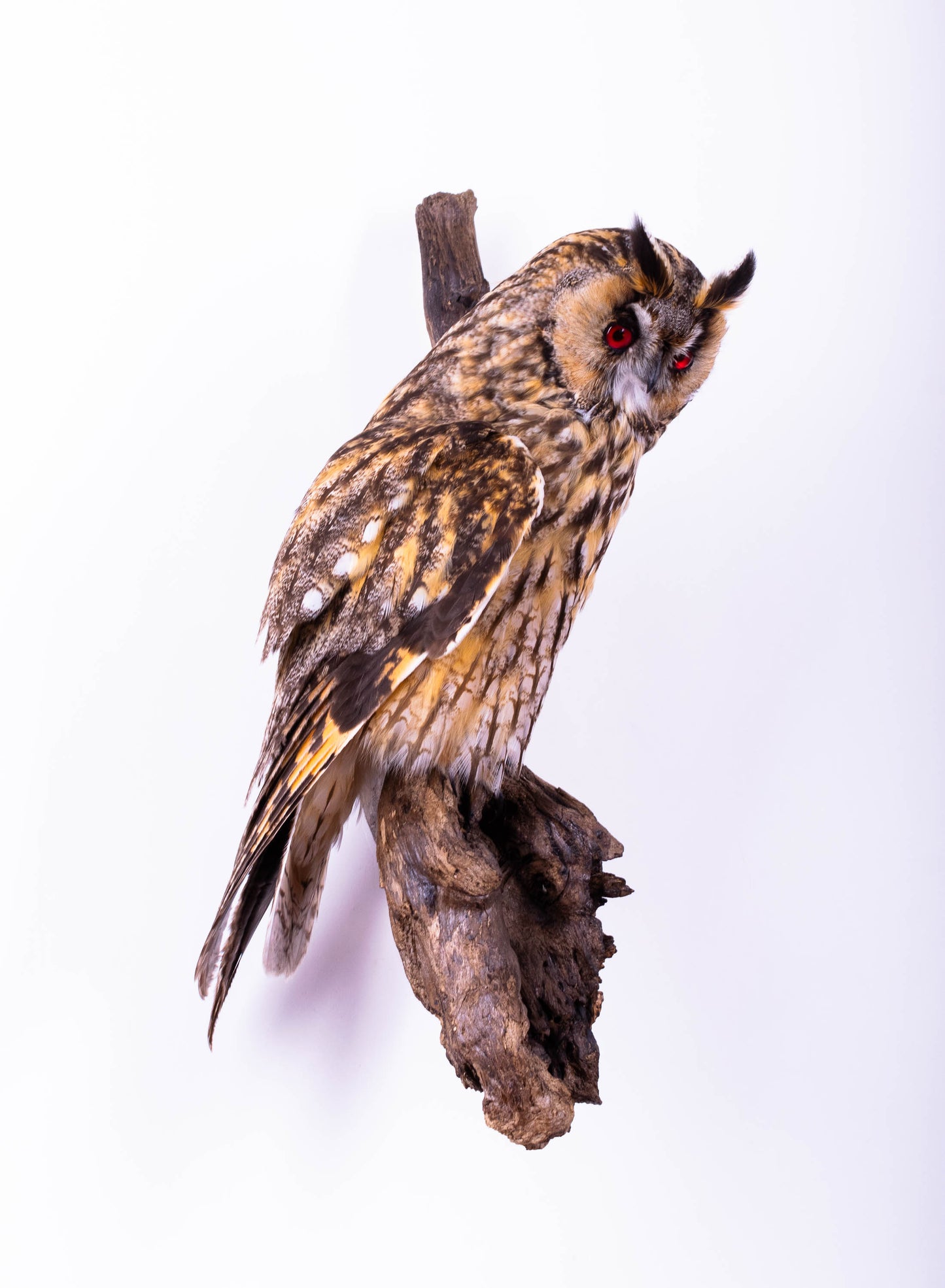 Long-eared Owl Taxidermy Wall Mount For Sale