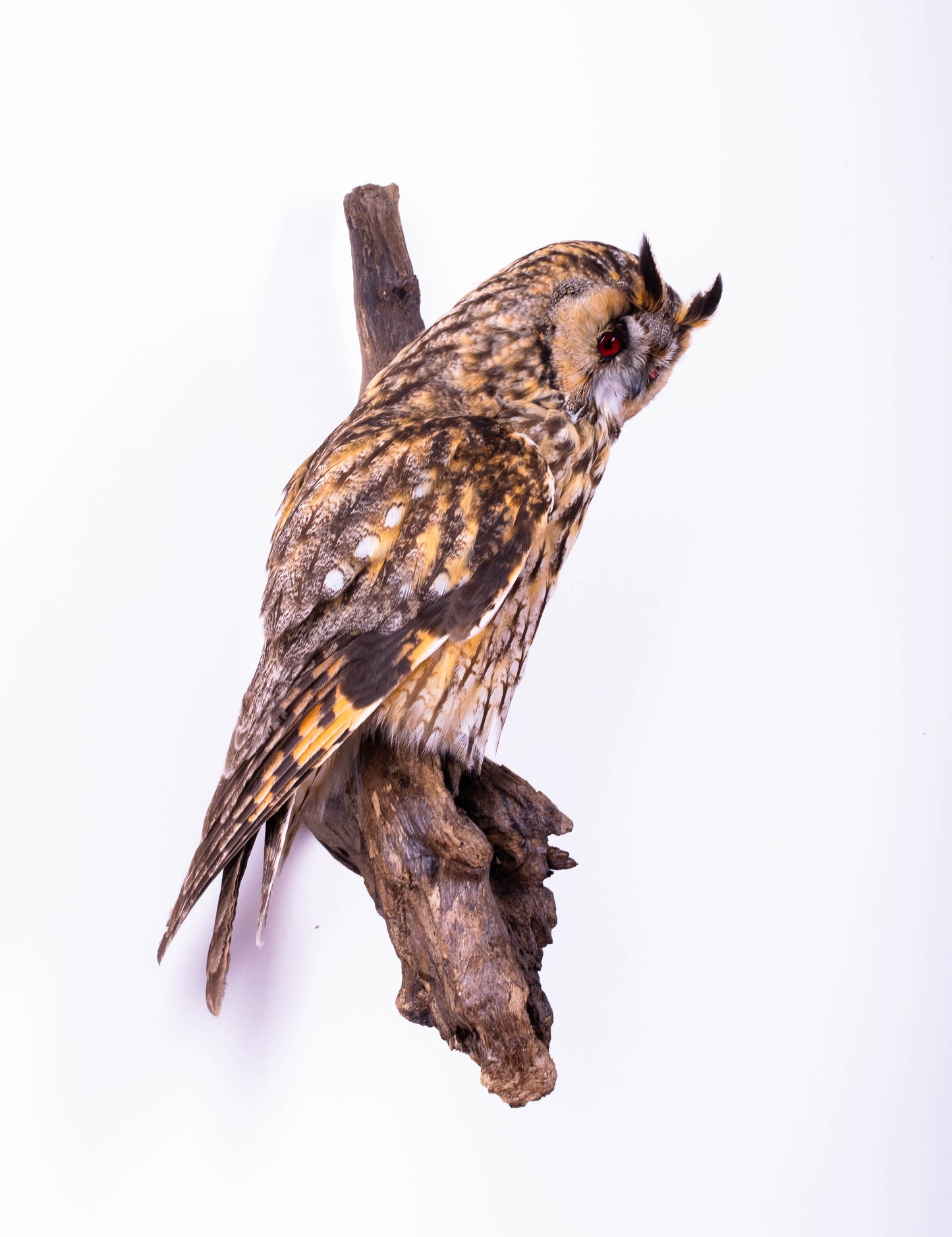 Long-eared Owl Taxidermy Wall Mount For Sale
