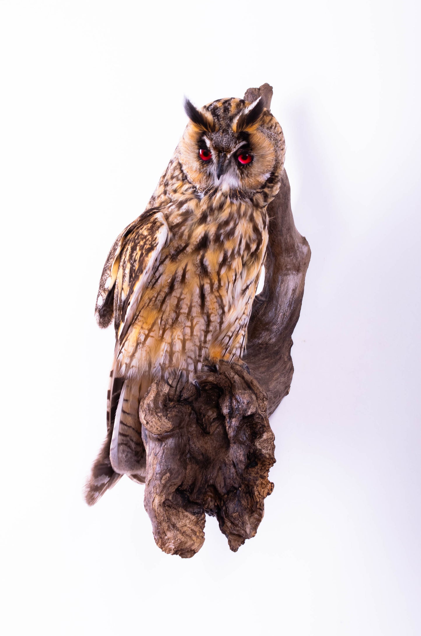 Long-eared Owl Taxidermy Wall Mount For Sale