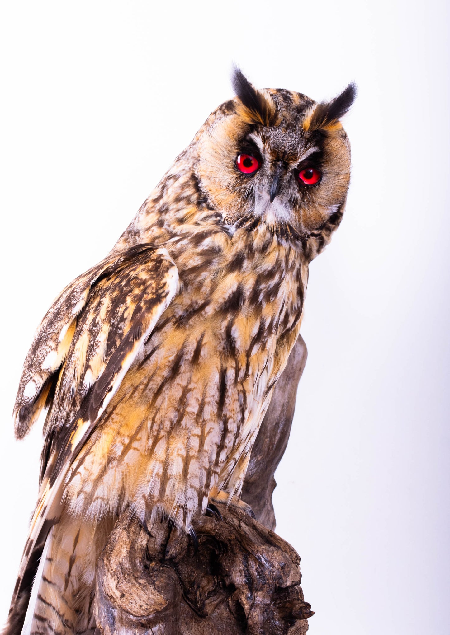 Long-eared Owl Taxidermy Wall Mount For Sale