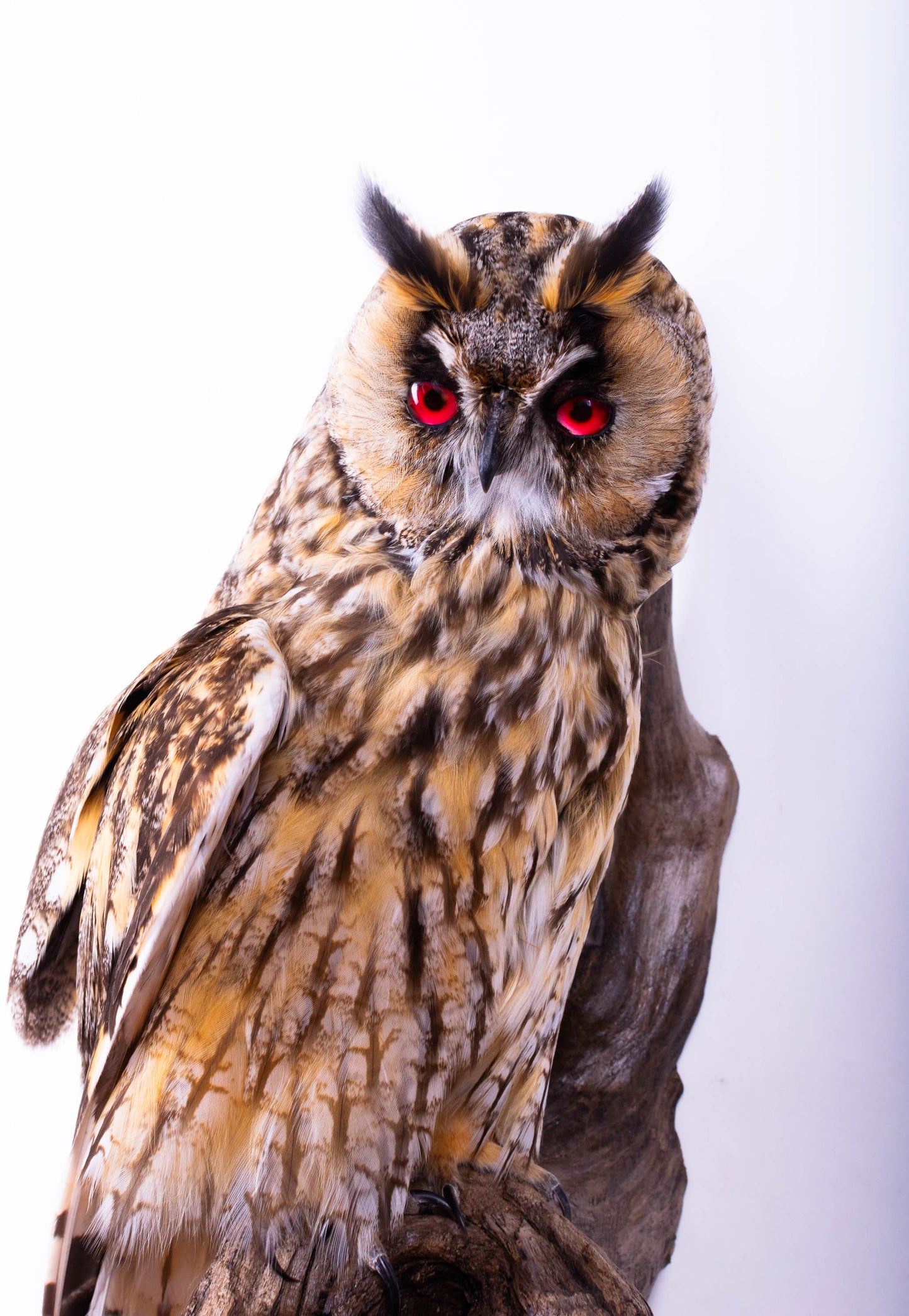 Long-eared Owl Taxidermy Wall Mount For Sale