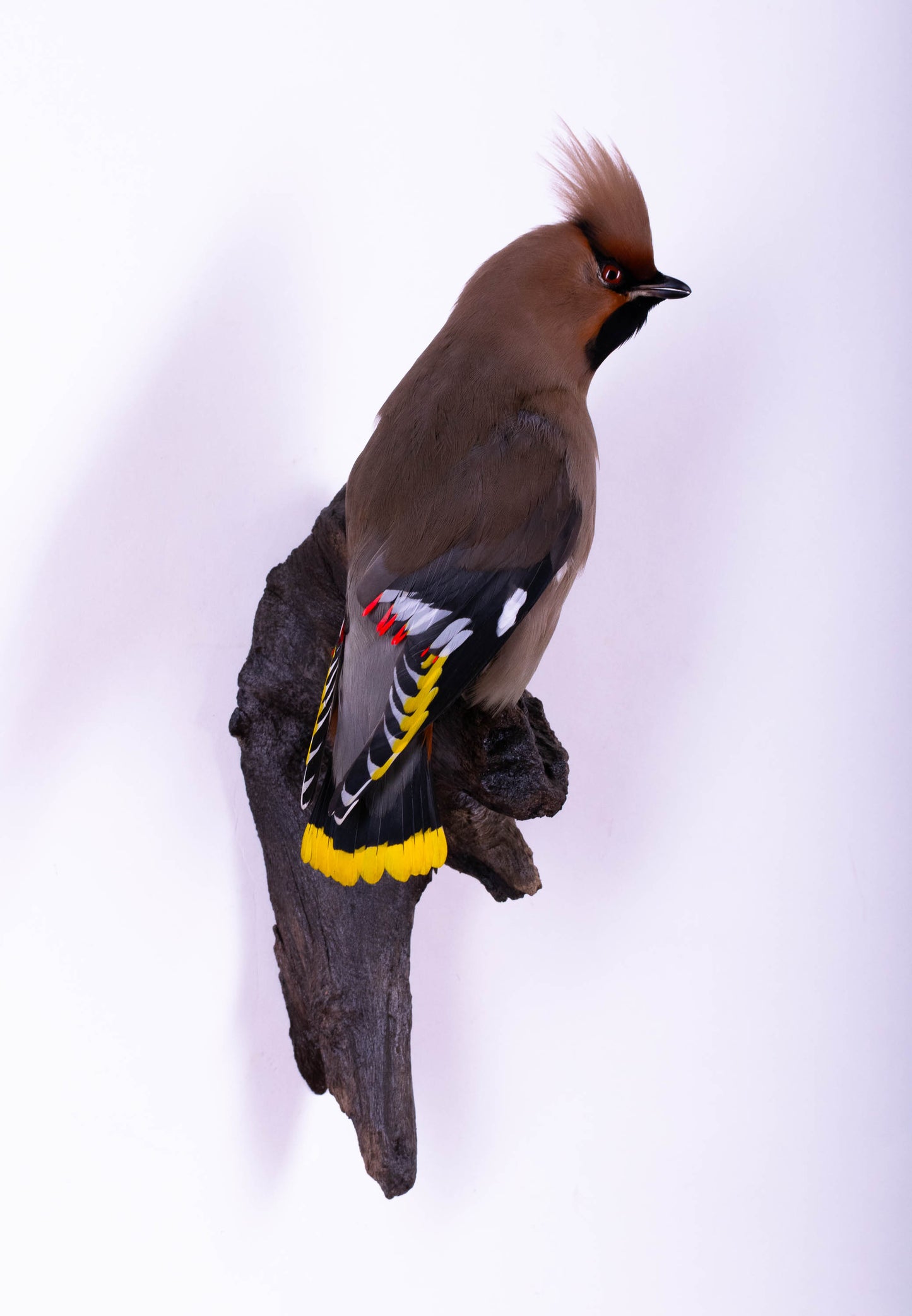 Waxwing Taxidermy Wall Mount For Sale