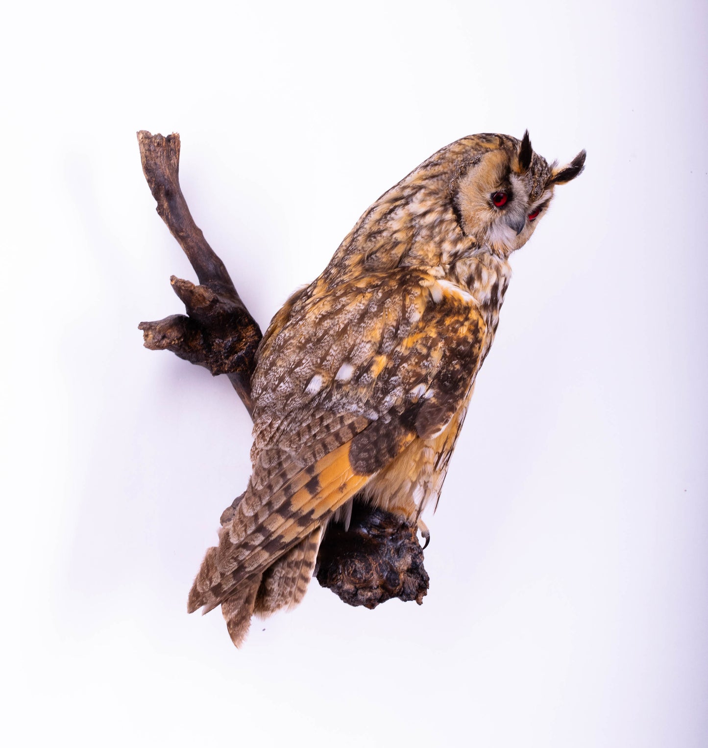 Long-eared Owl Taxidermy Wall Mount For Sale