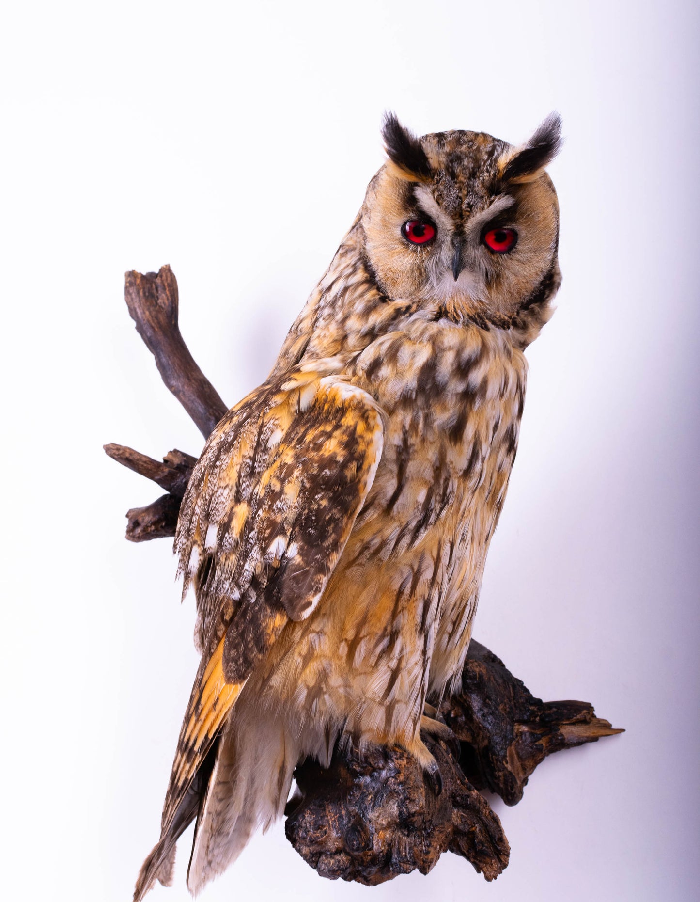 Long-eared Owl Taxidermy Wall Mount For Sale