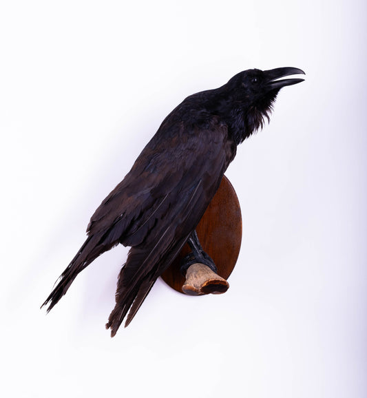 Raven Taxidermy Wall Mount For Sale