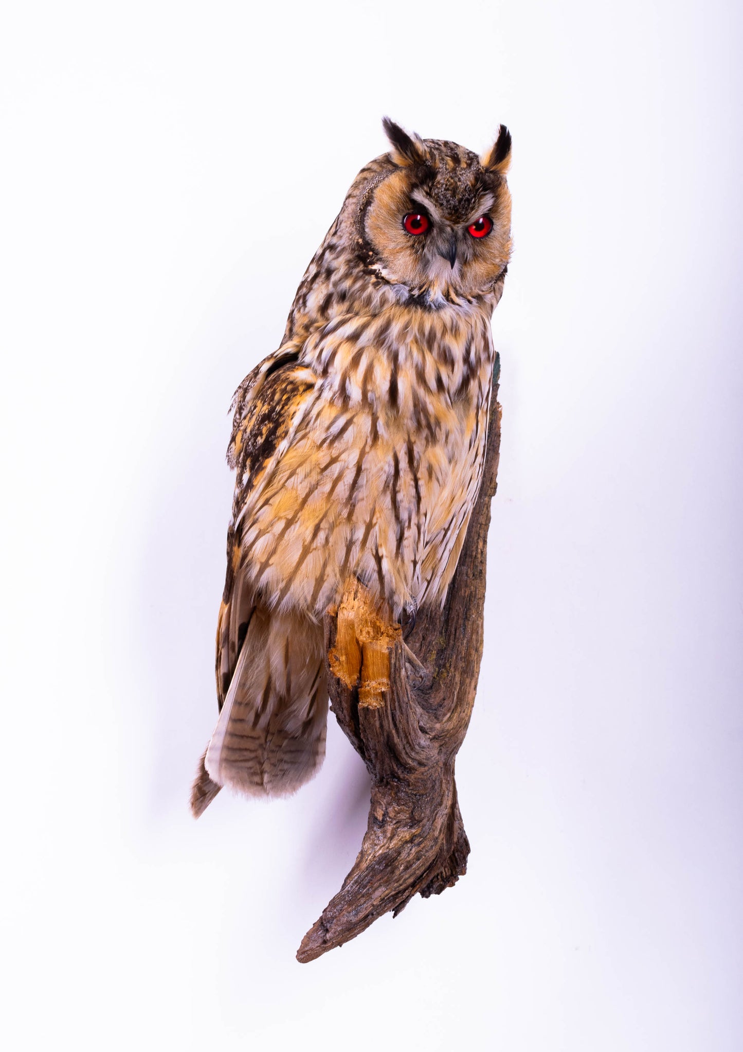 Long-eared Owl Taxidermy Wall Mount For Sale