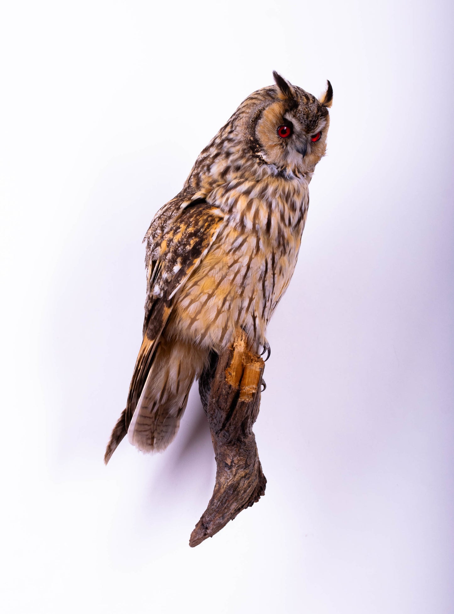 Long-eared Owl Taxidermy Wall Mount For Sale