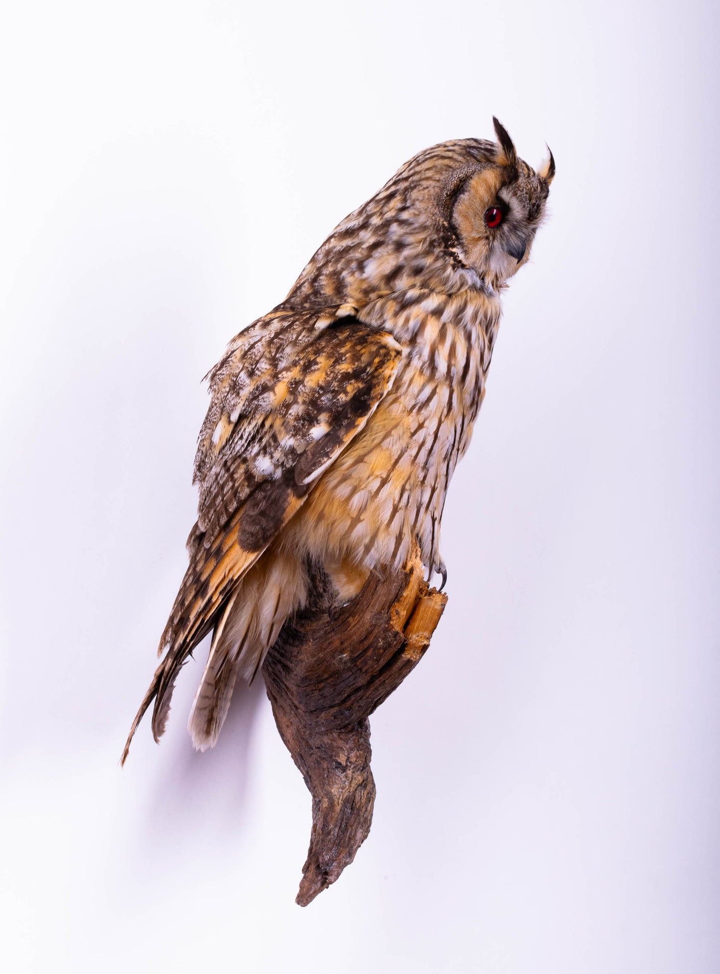 Long-eared Owl Taxidermy Wall Mount For Sale